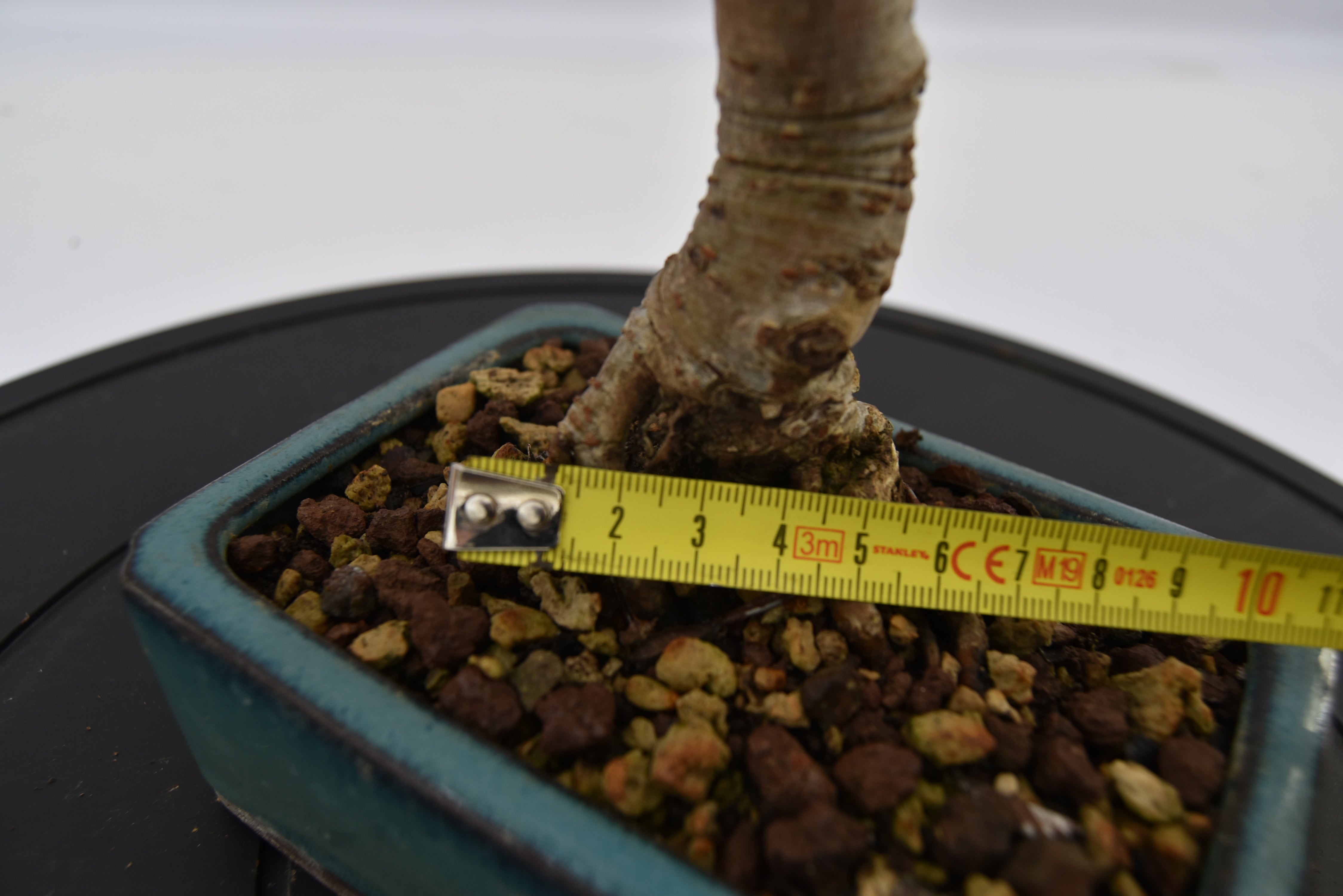 Olmo Zelkova € 120 | La Gemma del bonsai