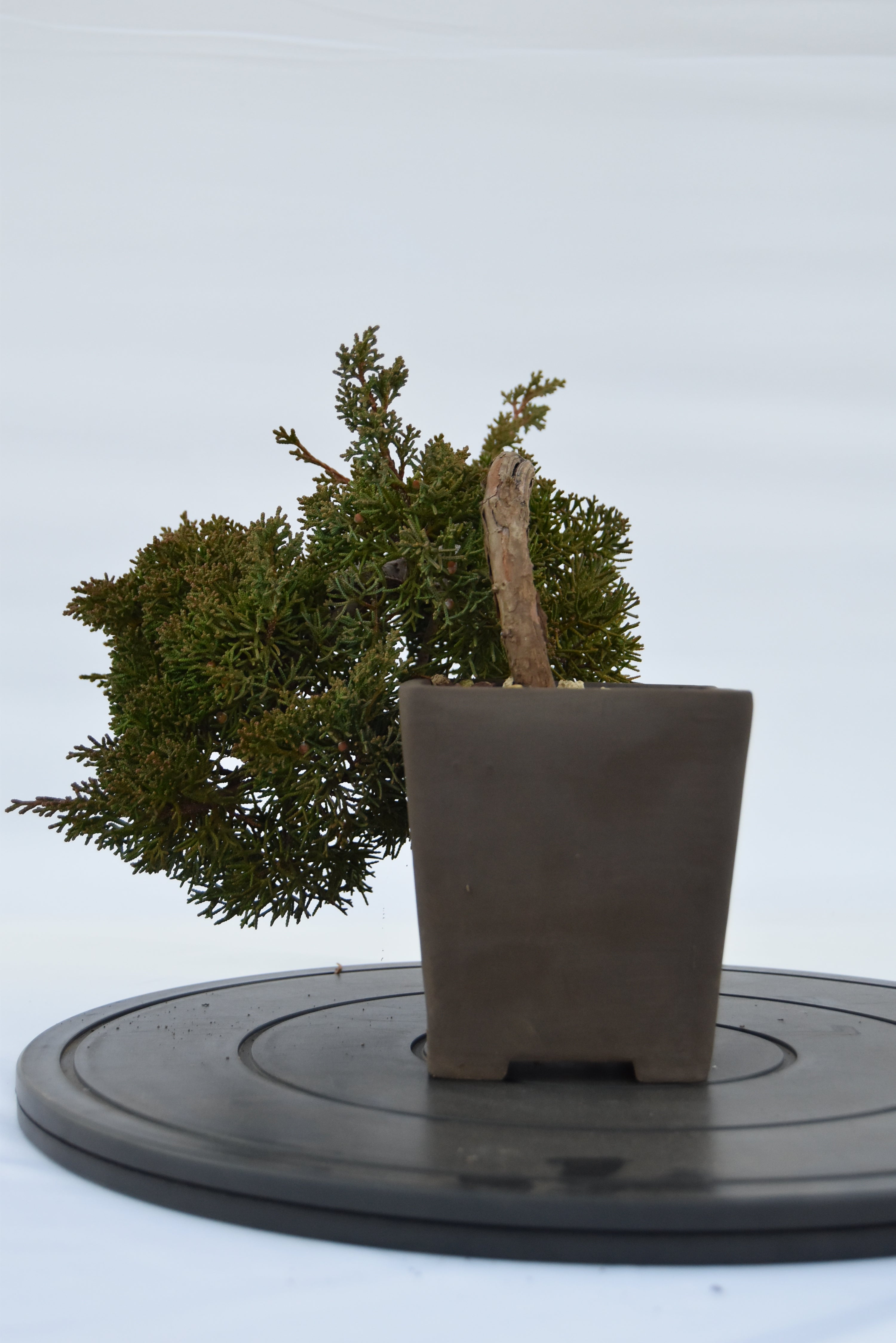Ginepro Kishu semicascata | La Gemma del Bonsai