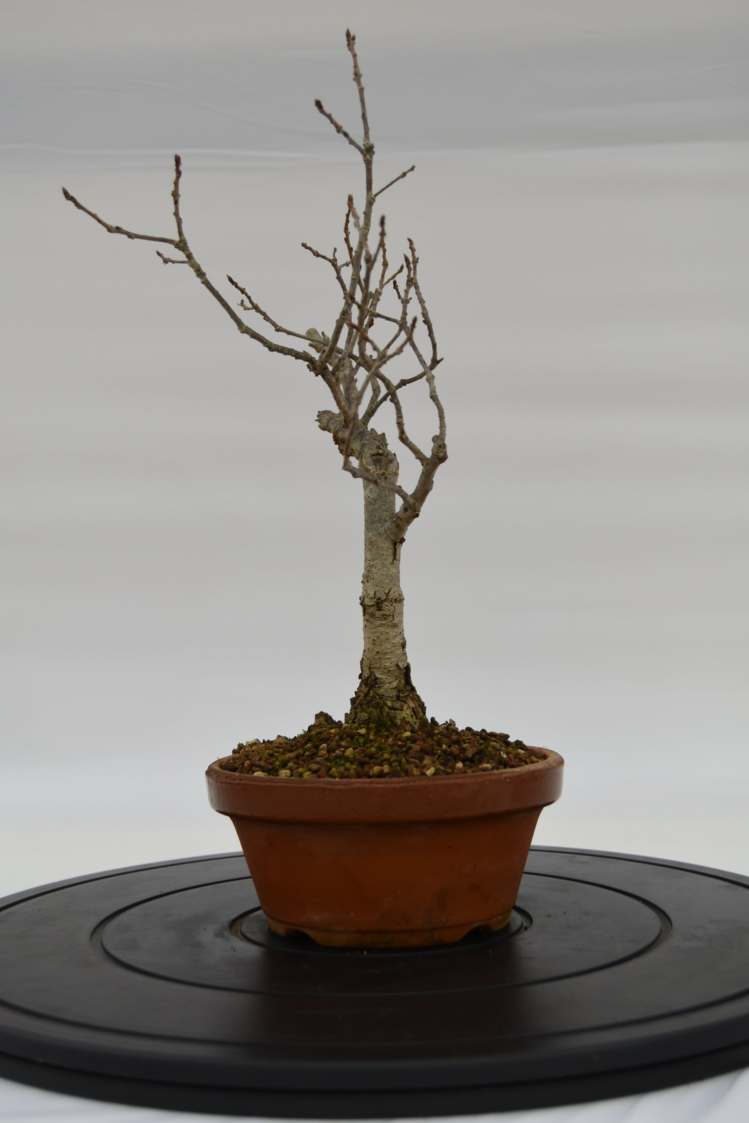 Quercia Roverella € 120 | La Gemma del bonsai