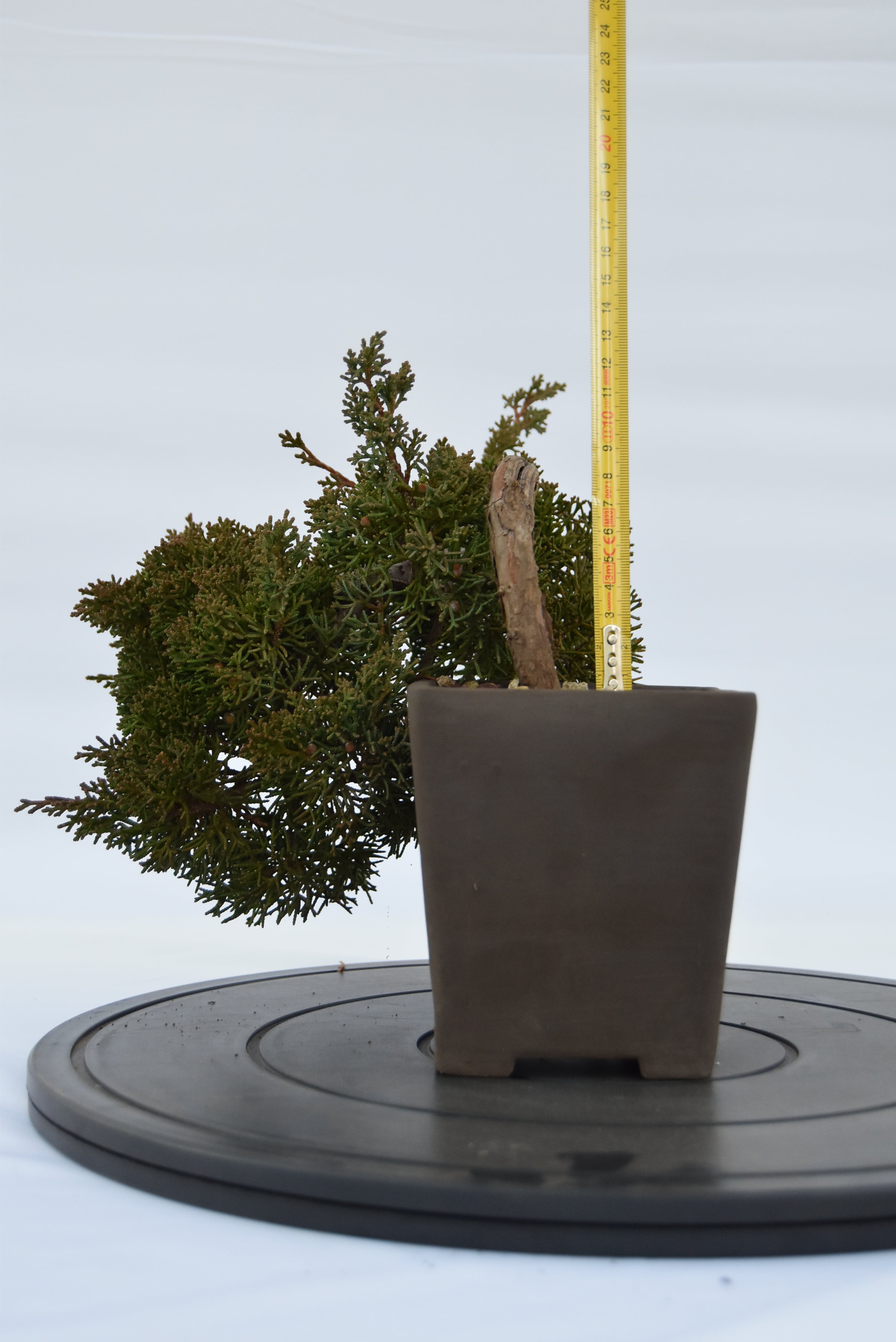 Ginepro Kishu semicascata | La Gemma del Bonsai