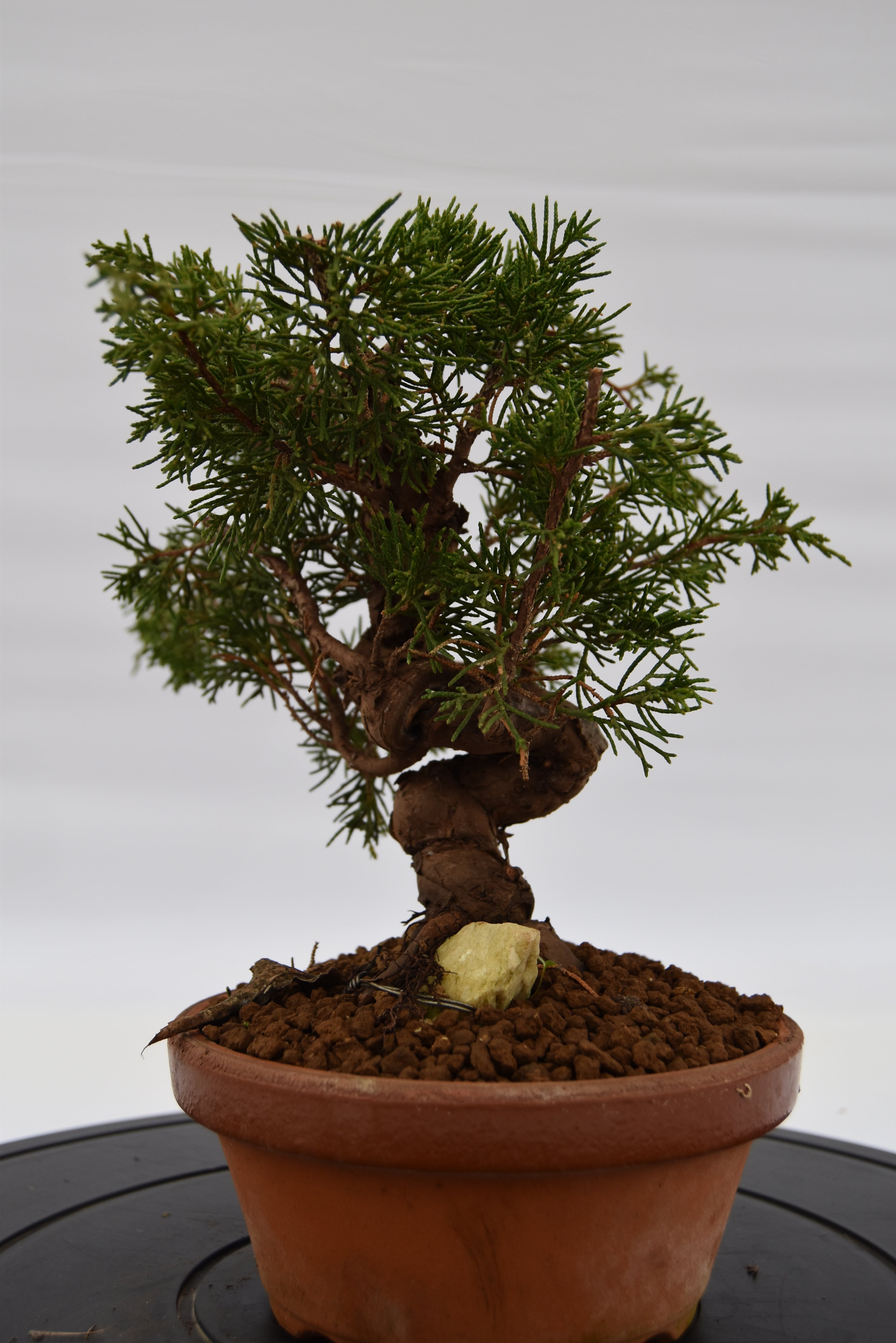 Ginepro Itoigawa €370 | La Gemma del bonsai