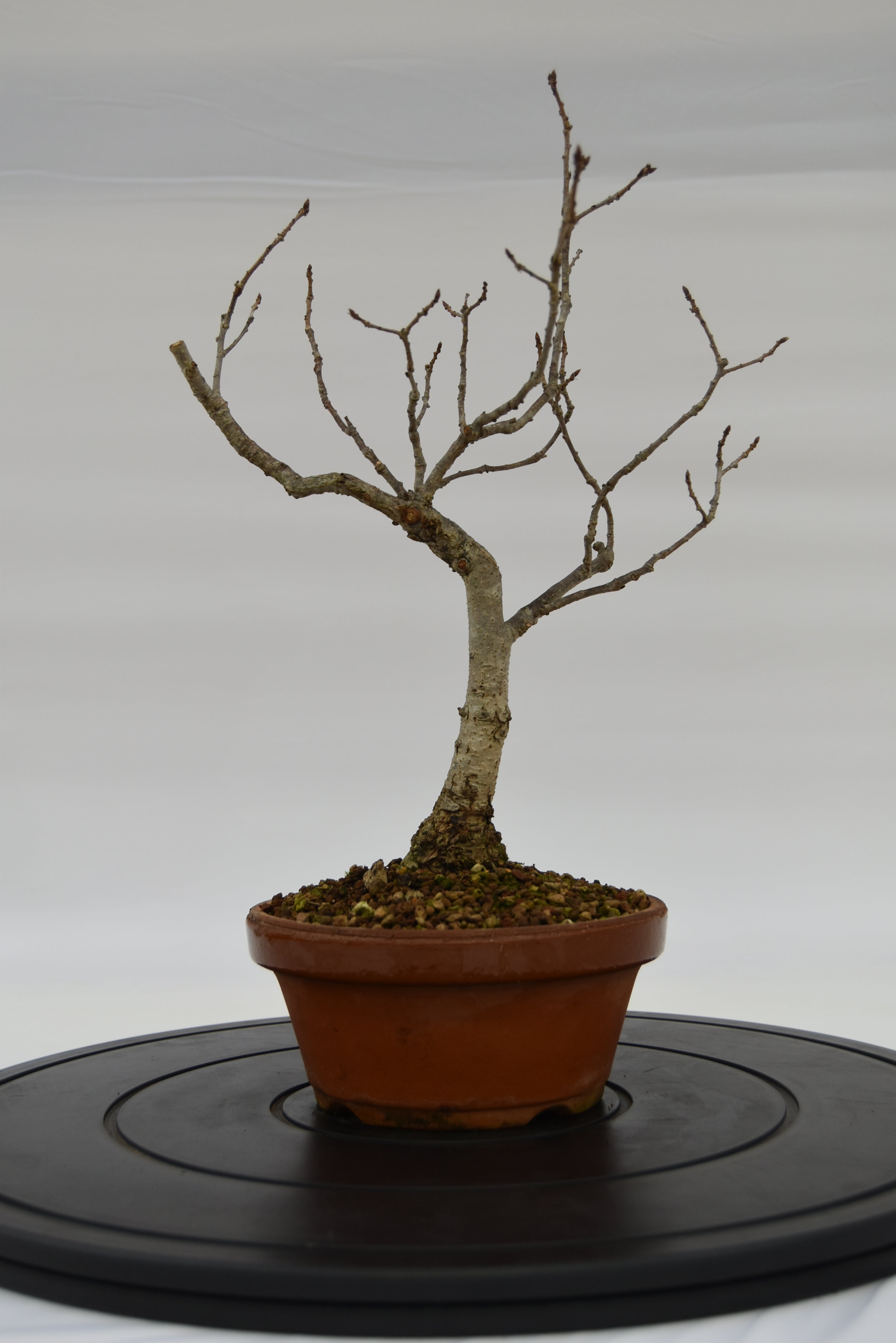 Quercia Roverella € 120 | La Gemma del bonsai