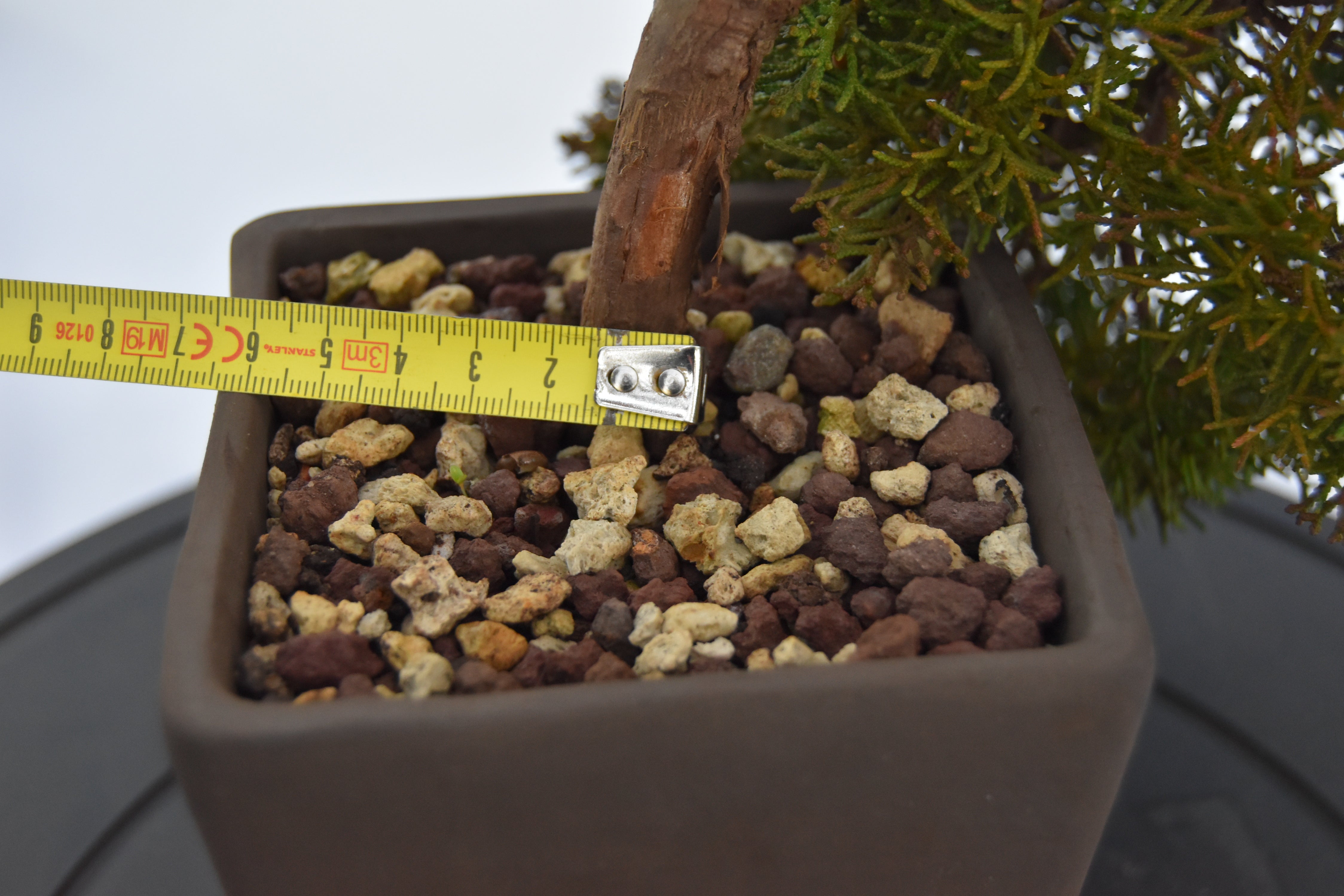Ginepro Kishu semicascata | La Gemma del Bonsai