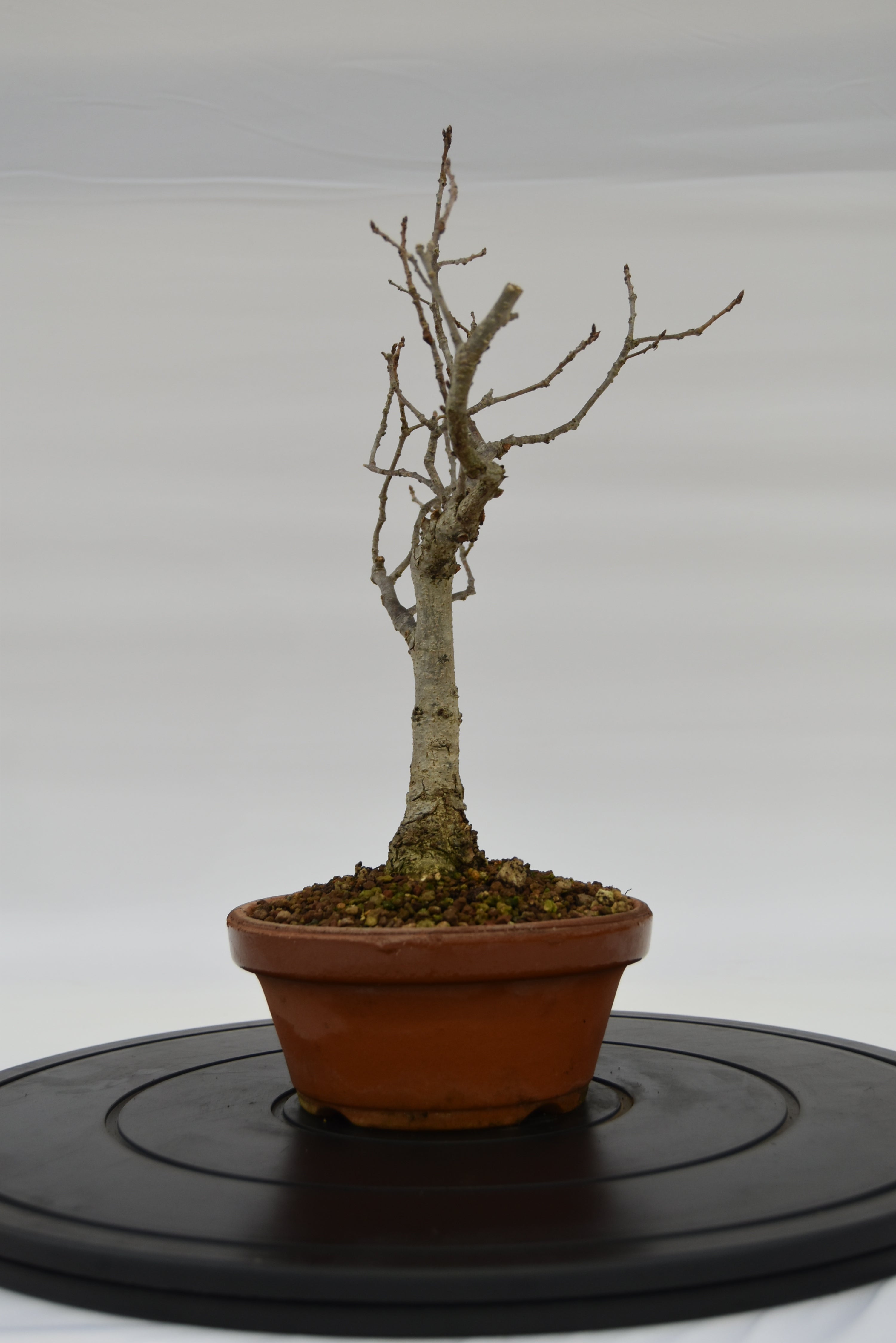 Quercia Roverella € 120 | La Gemma del bonsai