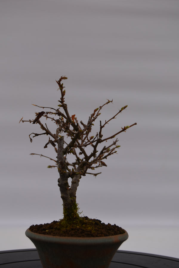 Carpino € 80 | La Gemma del bonsai