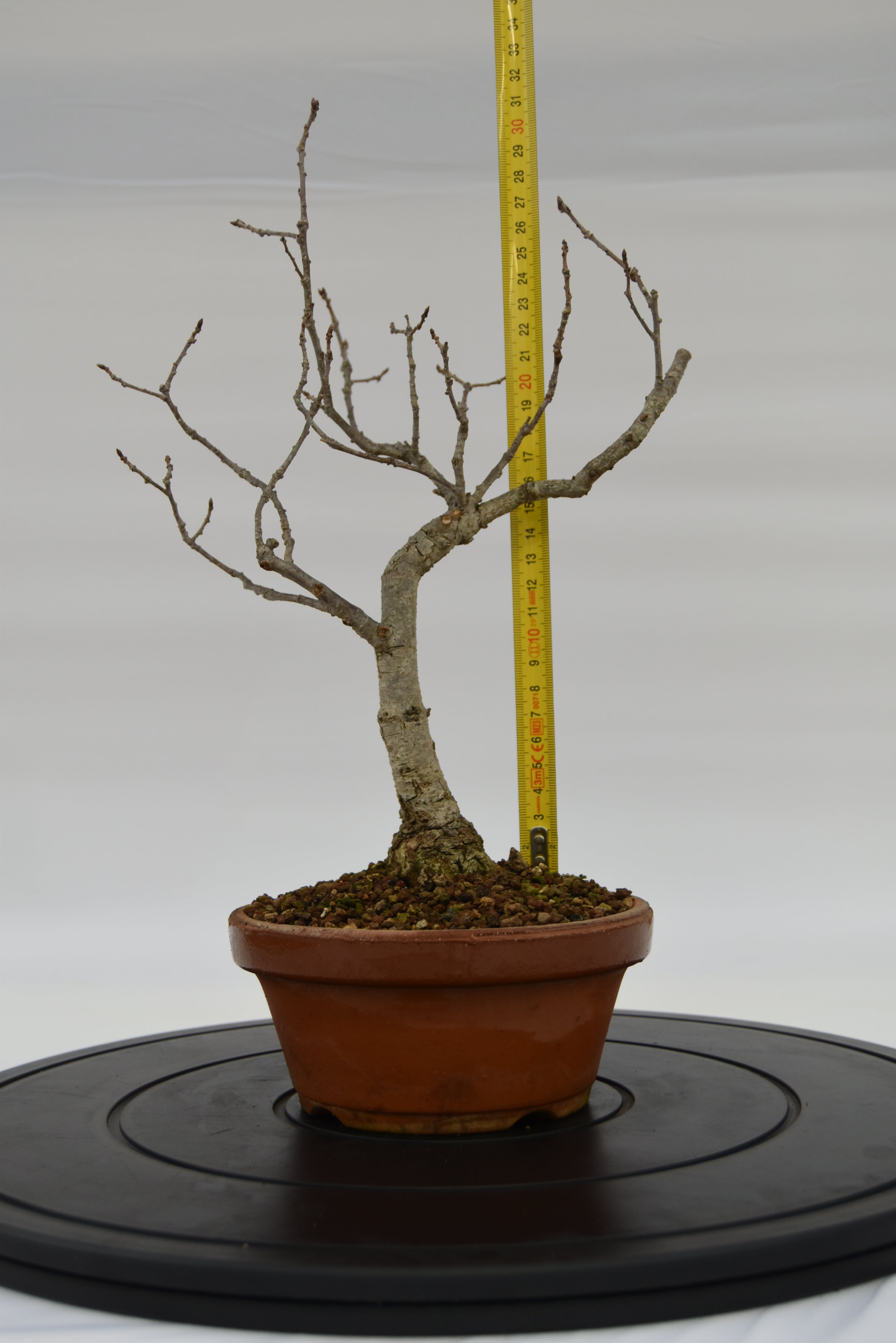 Quercia Roverella € 120 | La Gemma del bonsai