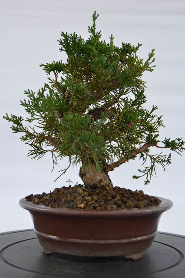 Ginepro kishu | La Gemma del Bonsai