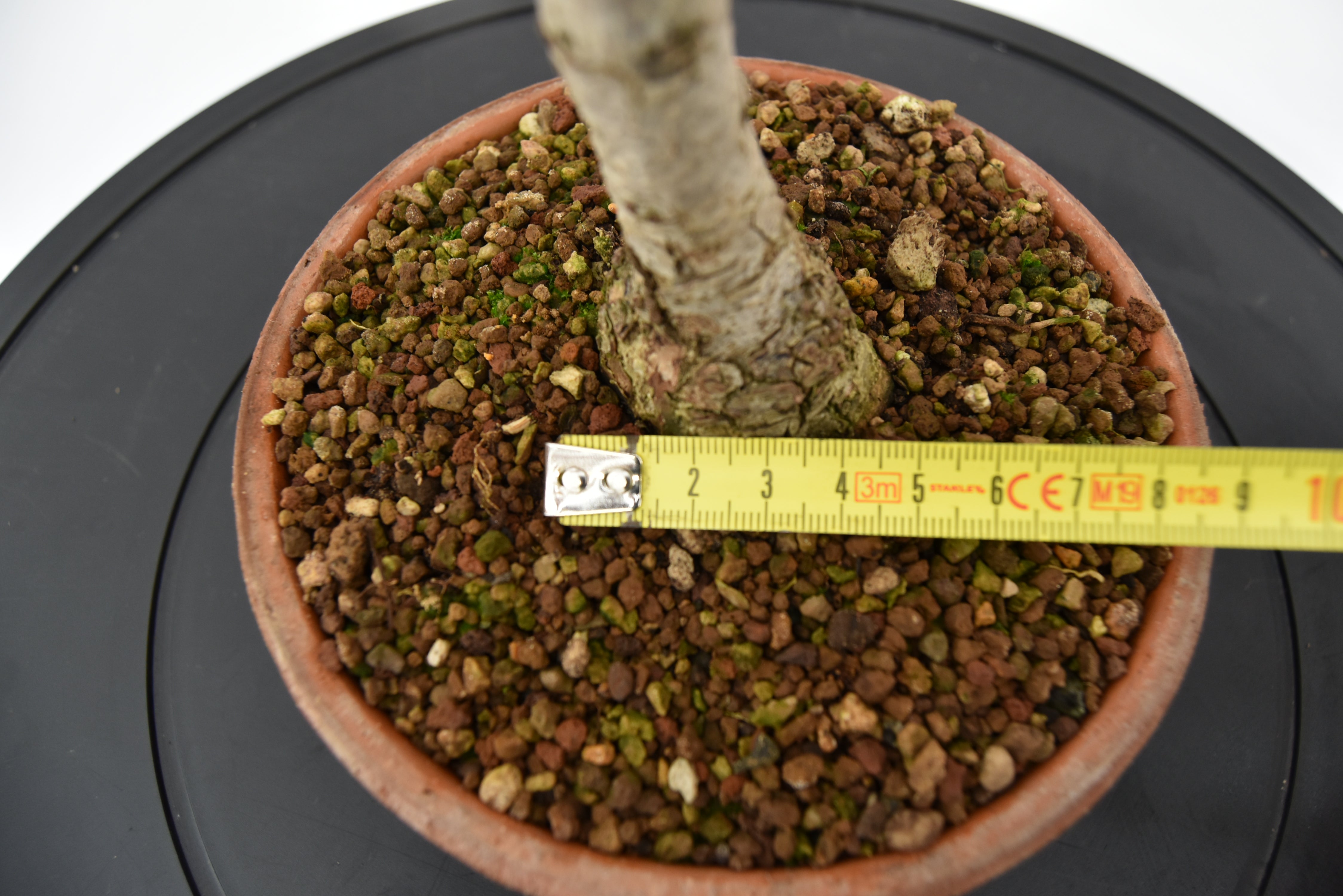Quercia Roverella € 120 | La Gemma del bonsai