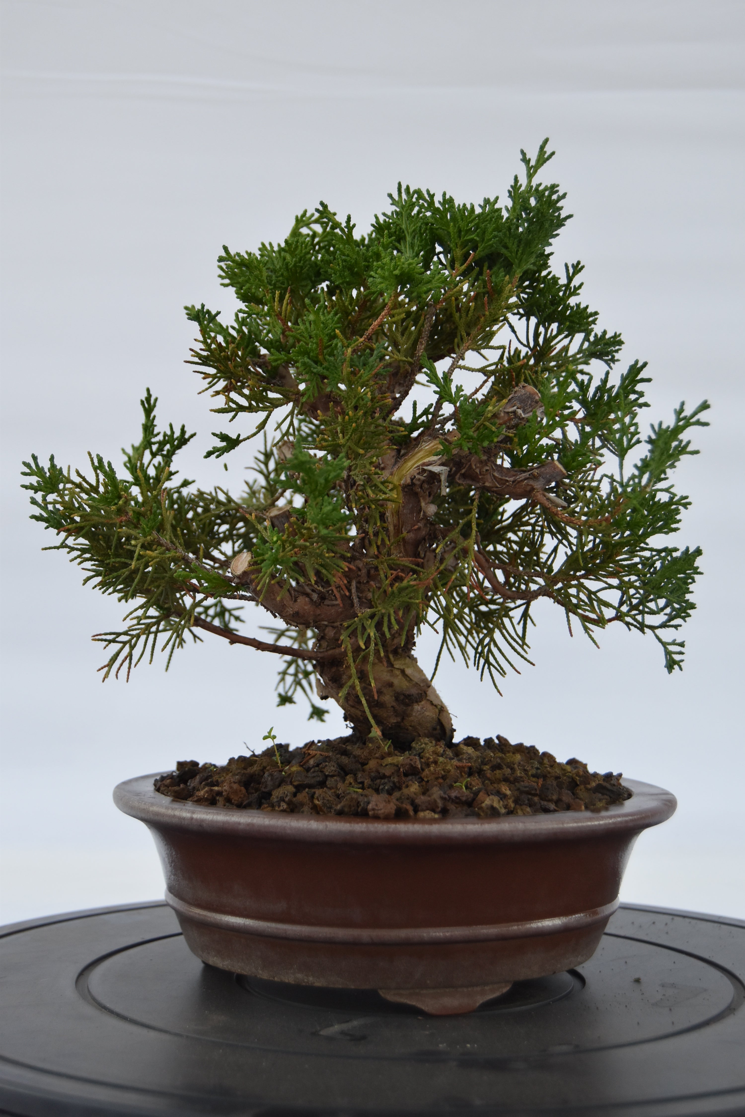 Ginepro kishu | La Gemma del Bonsai