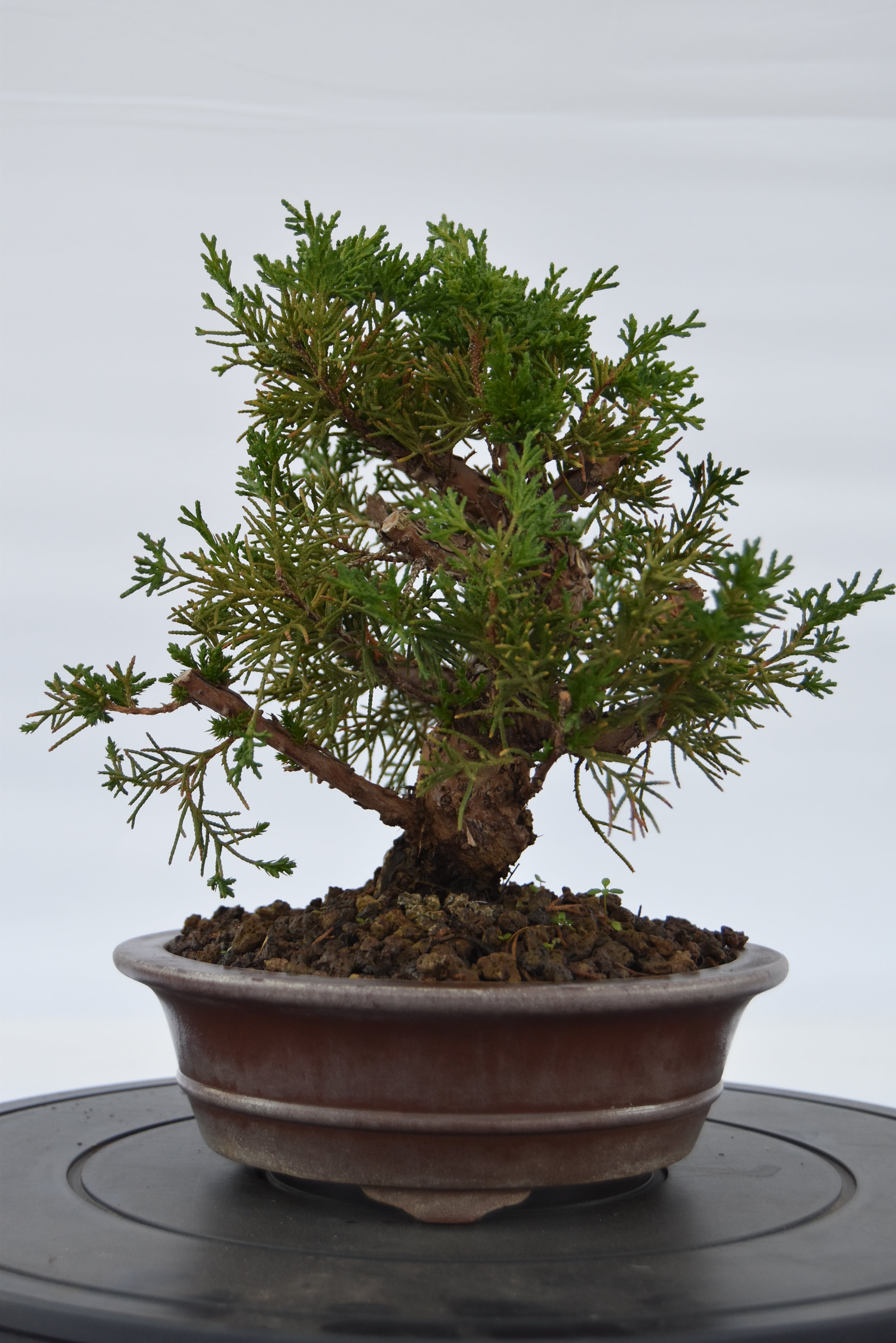 Ginepro kishu | La Gemma del Bonsai