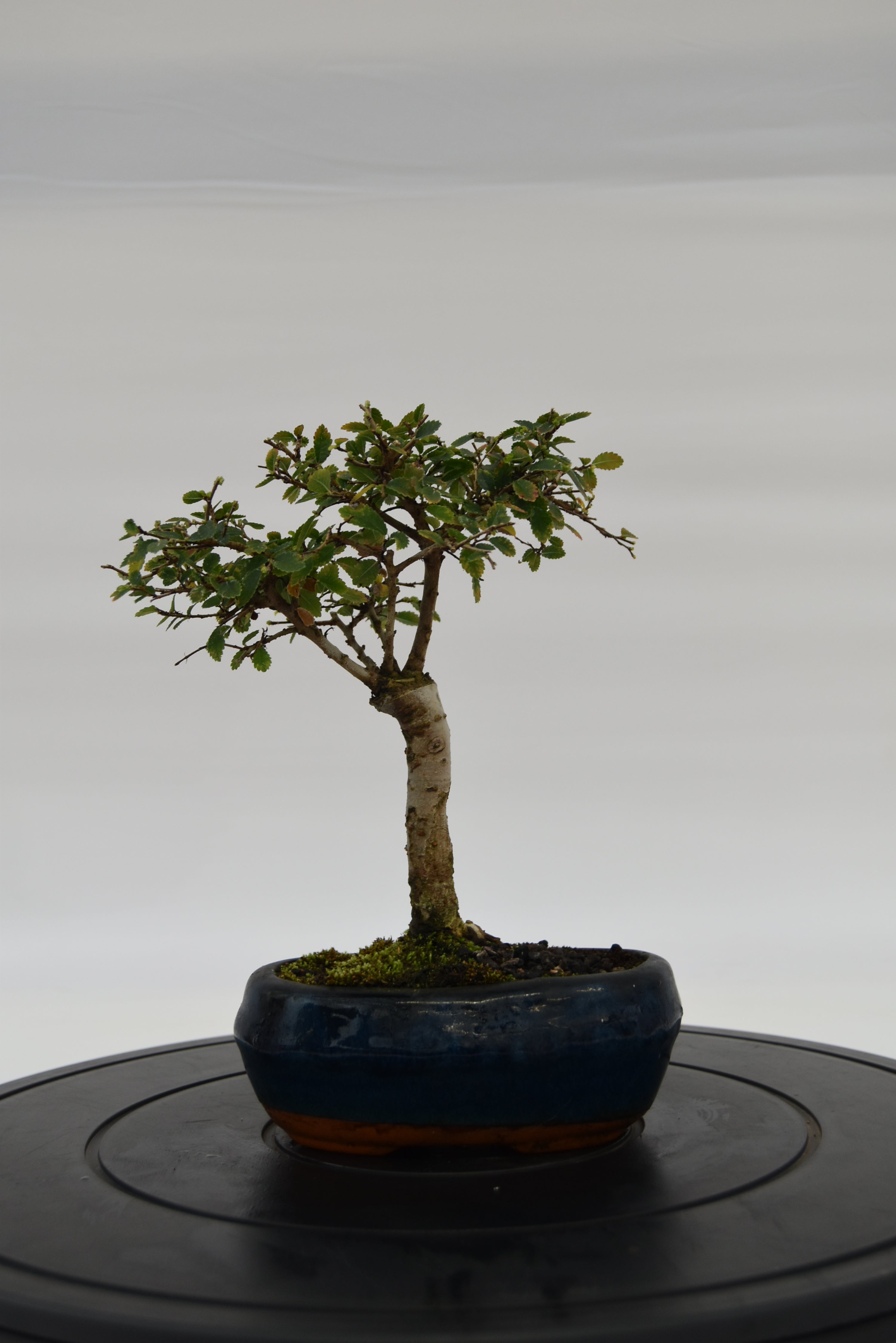 Olmo Zelkova € 40 | La Gemma del bonsai