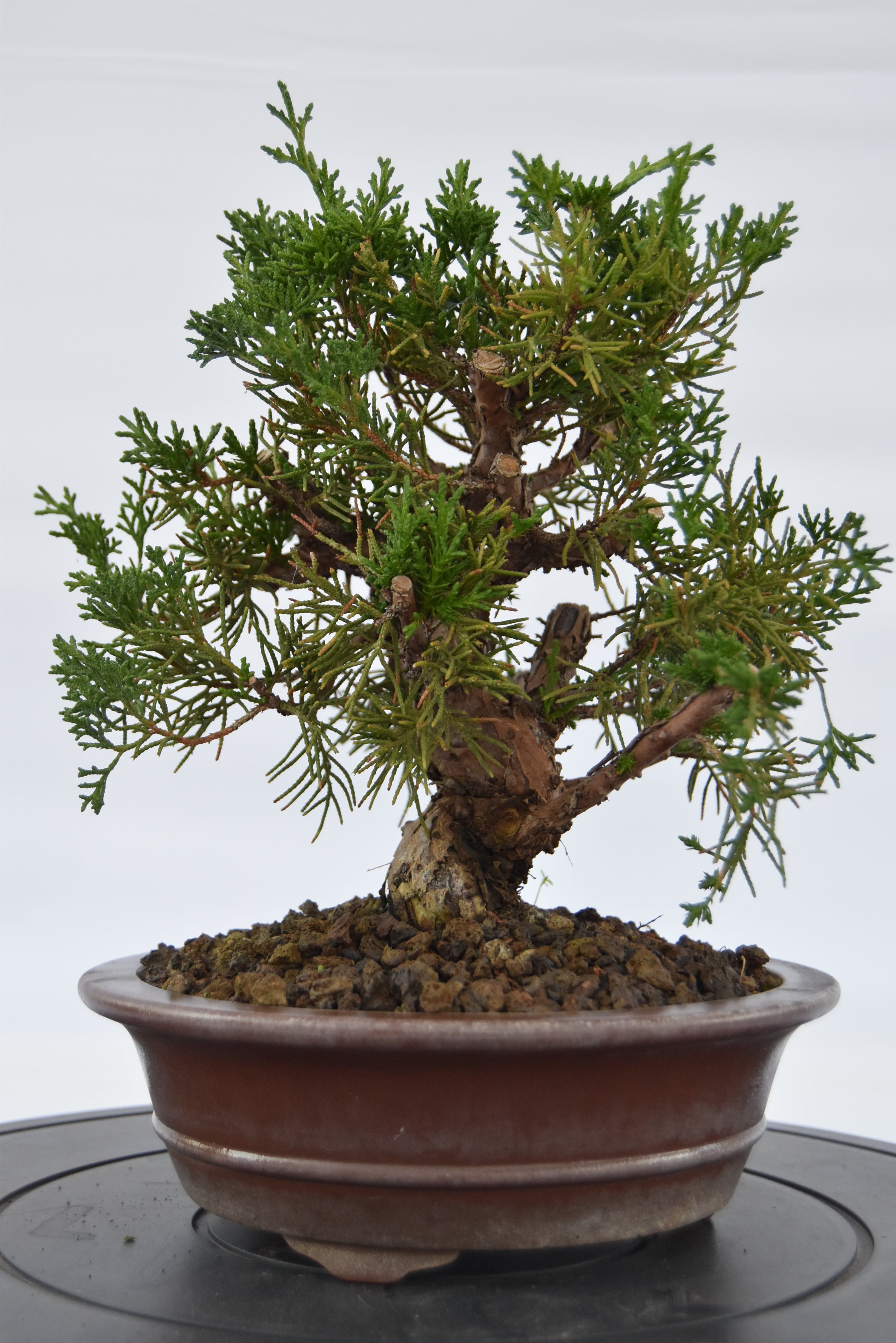 Ginepro kishu | La Gemma del Bonsai