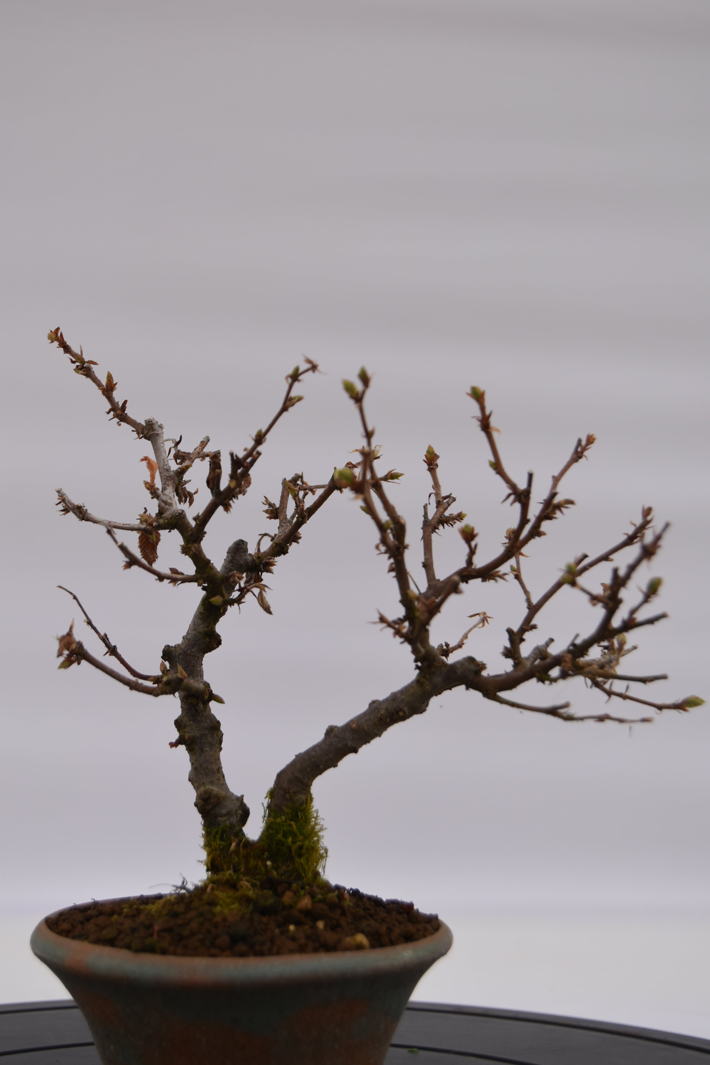 Carpino € 80 | La Gemma del bonsai
