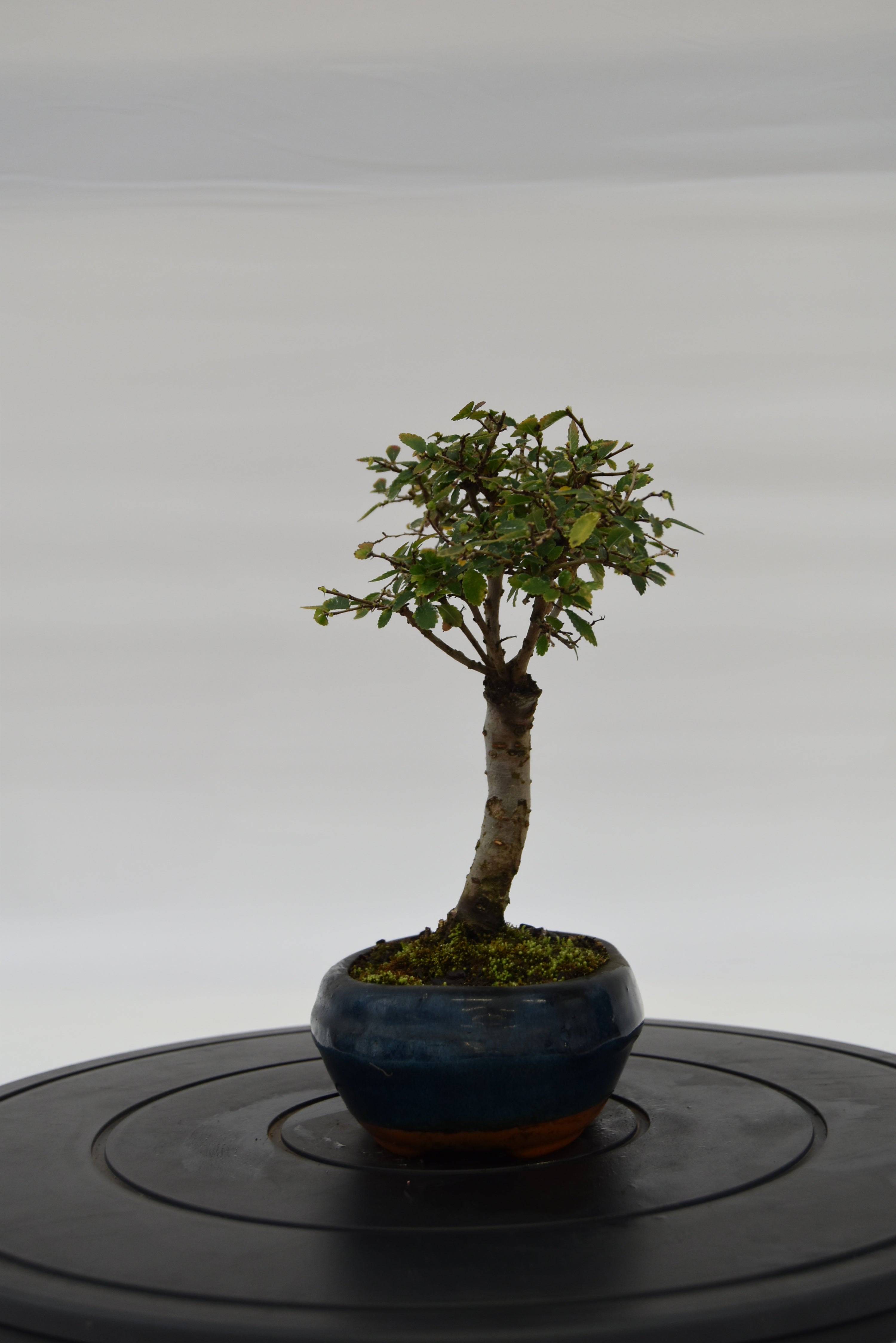 Olmo Zelkova € 40 | La Gemma del bonsai