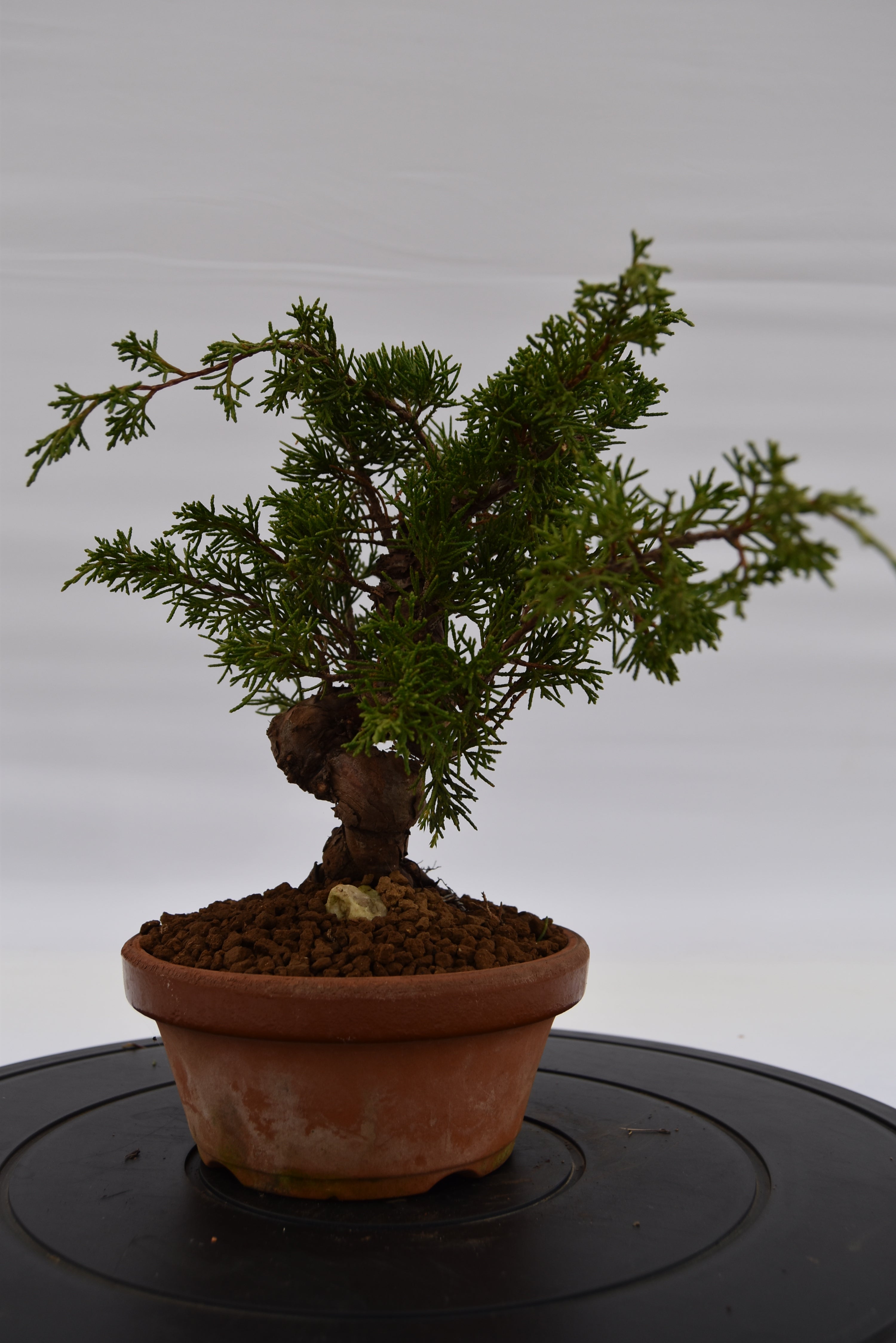 Ginepro Itoigawa €370 | La Gemma del bonsai