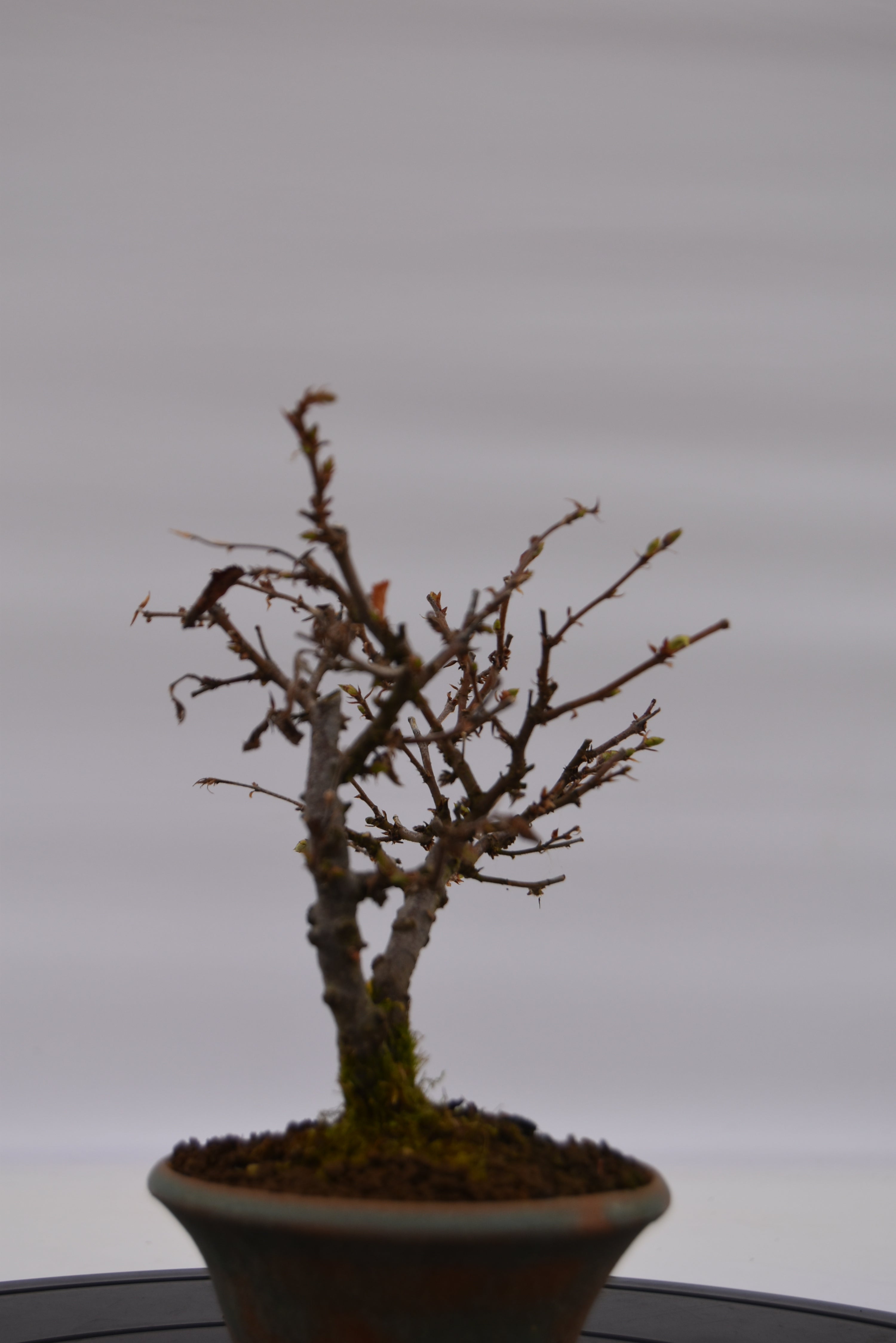 Carpino € 80 | La Gemma del bonsai