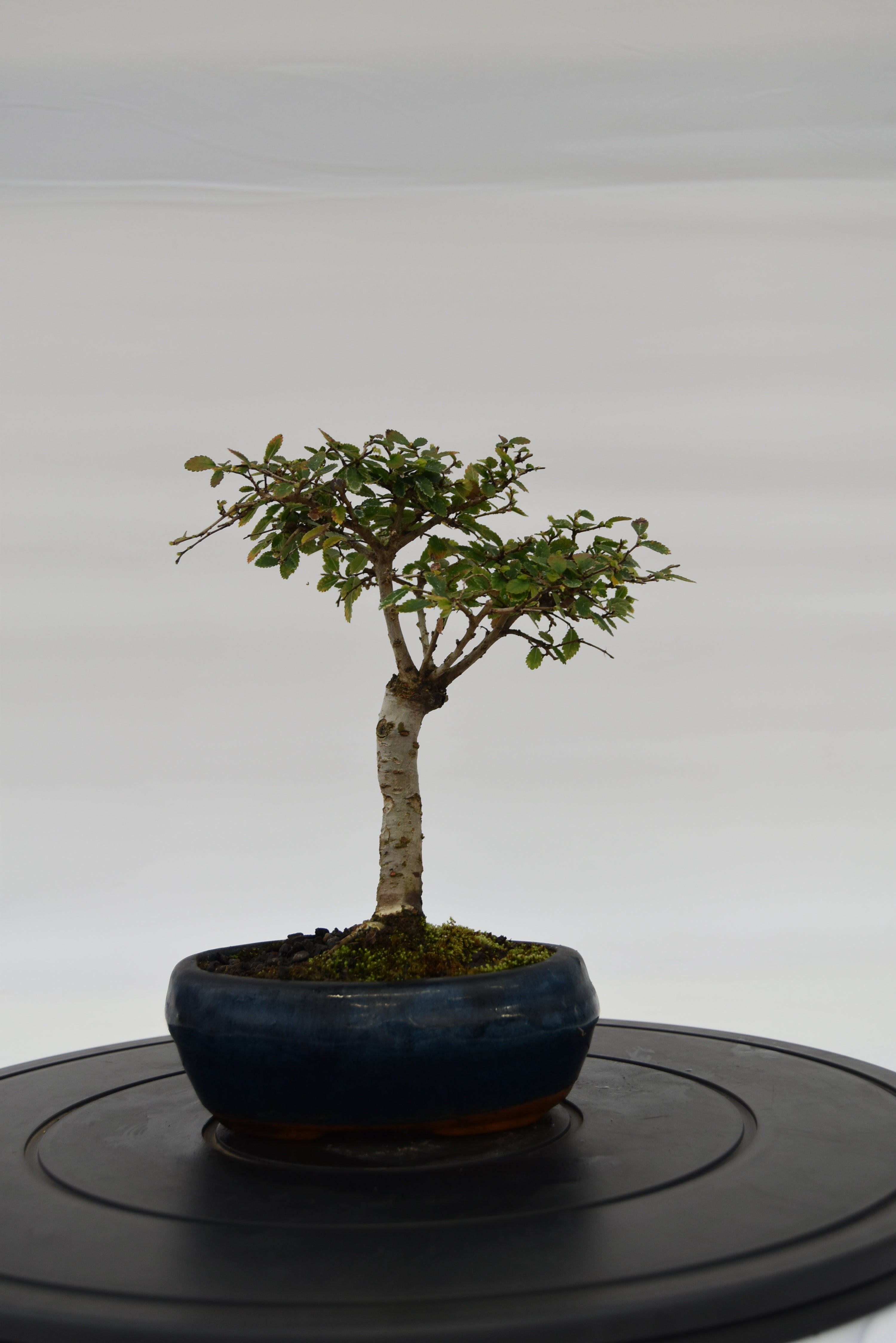 Olmo Zelkova € 40 | La Gemma del bonsai