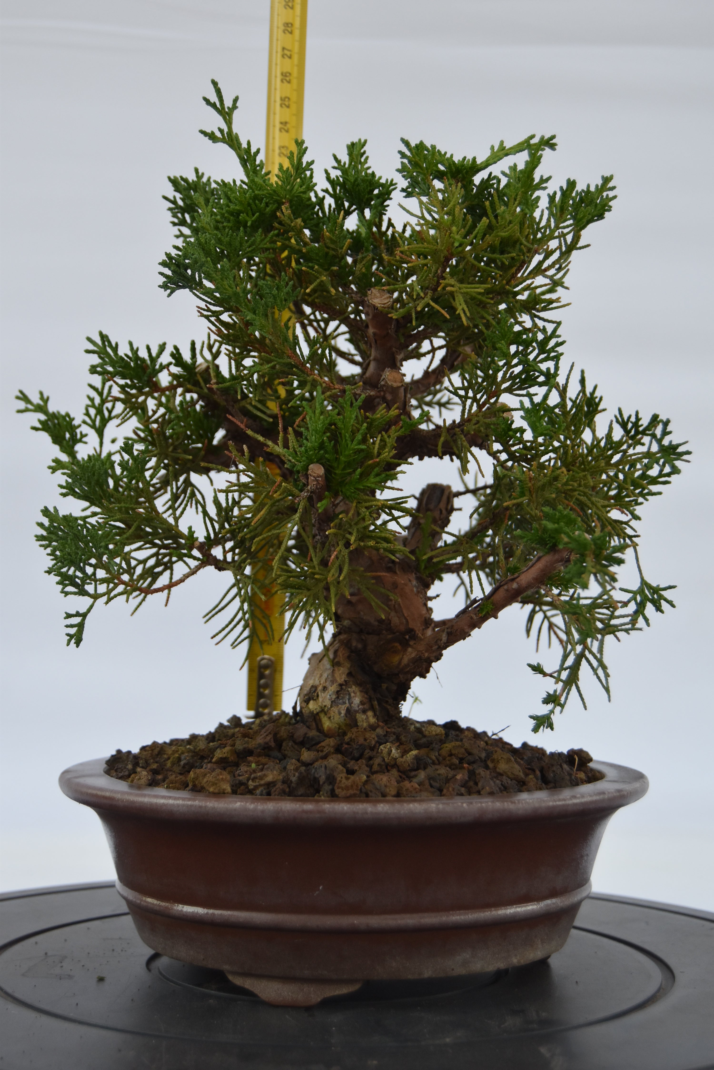 Ginepro kishu | La Gemma del Bonsai