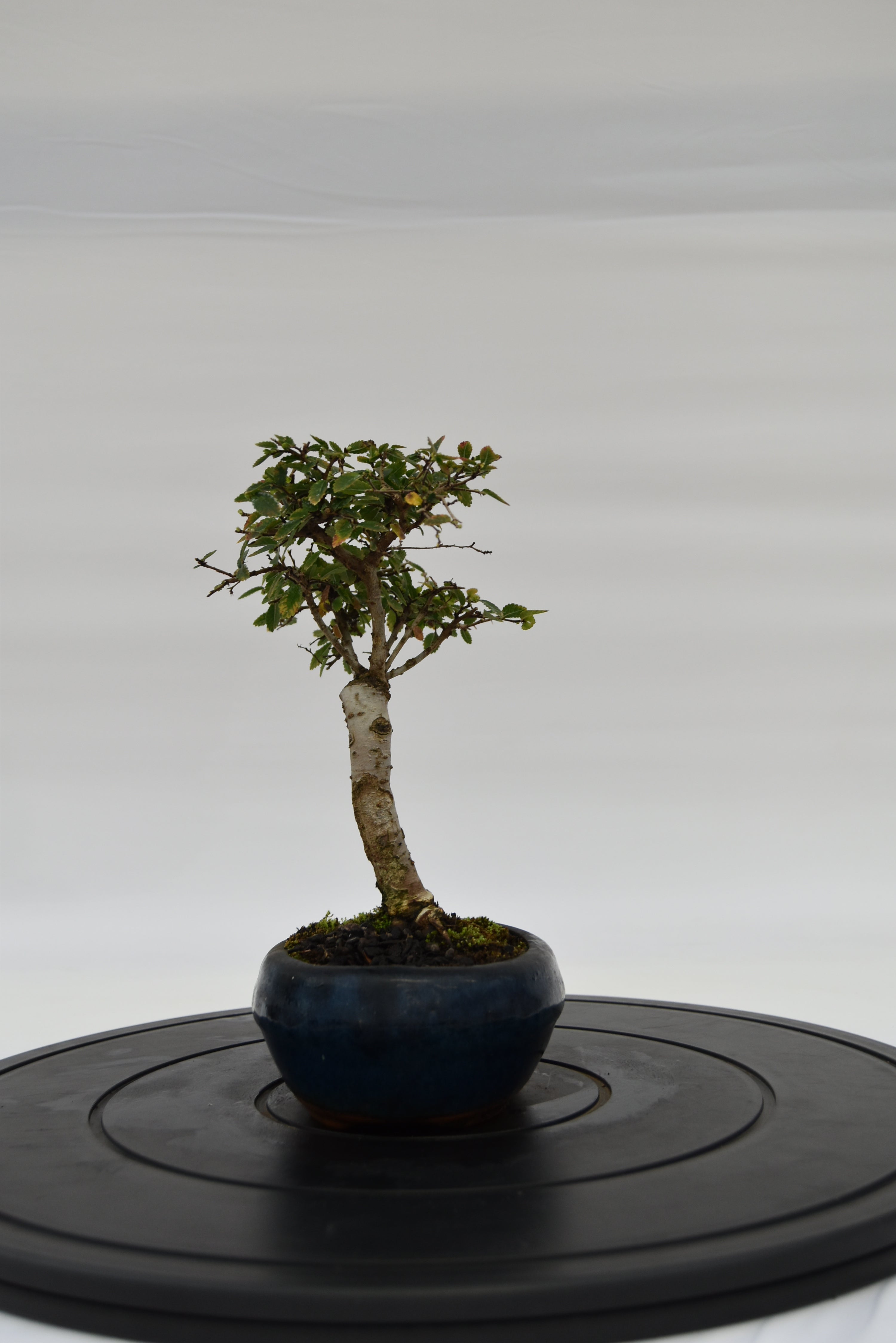 Olmo Zelkova € 40 | La Gemma del bonsai