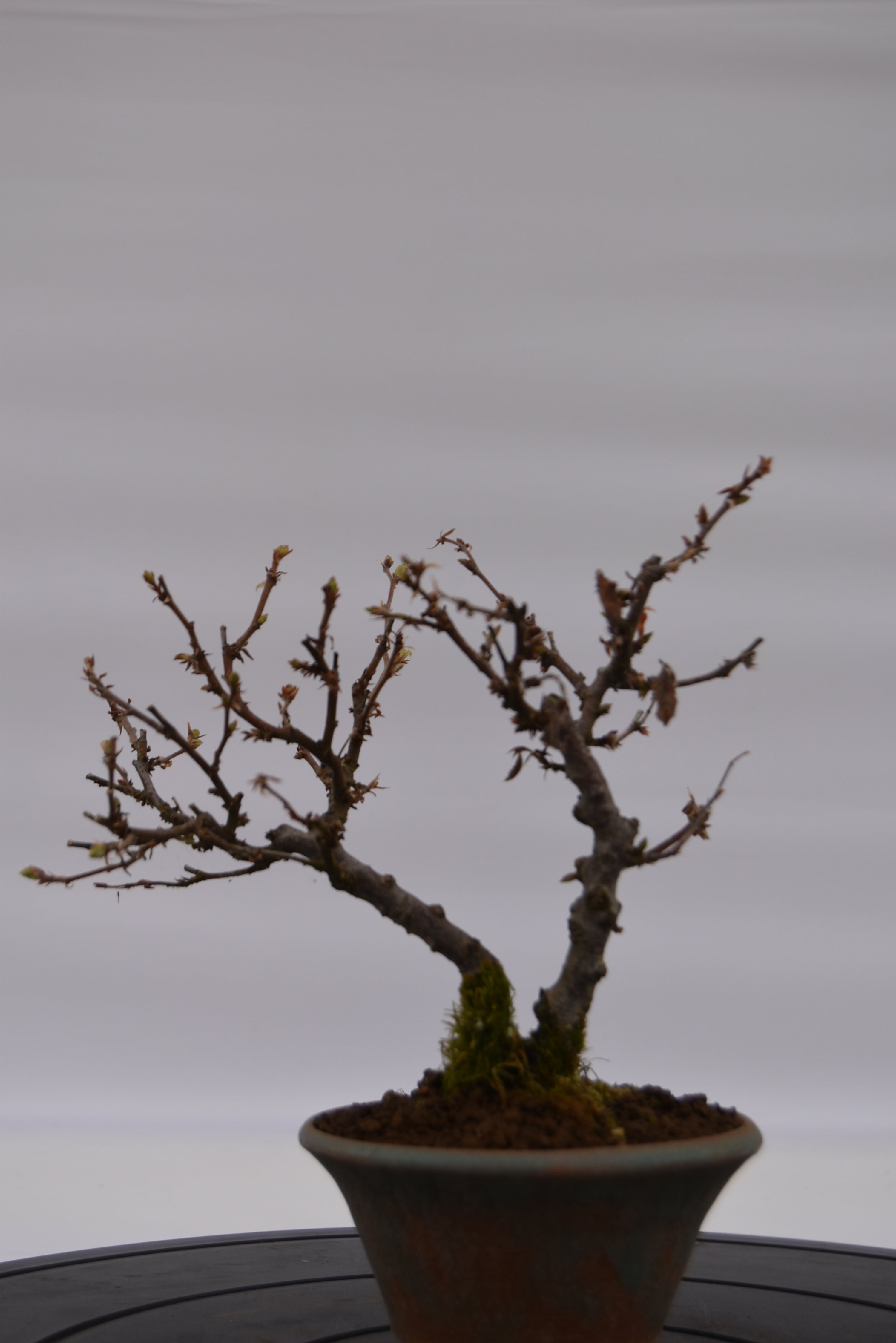 Carpino € 80 | La Gemma del bonsai