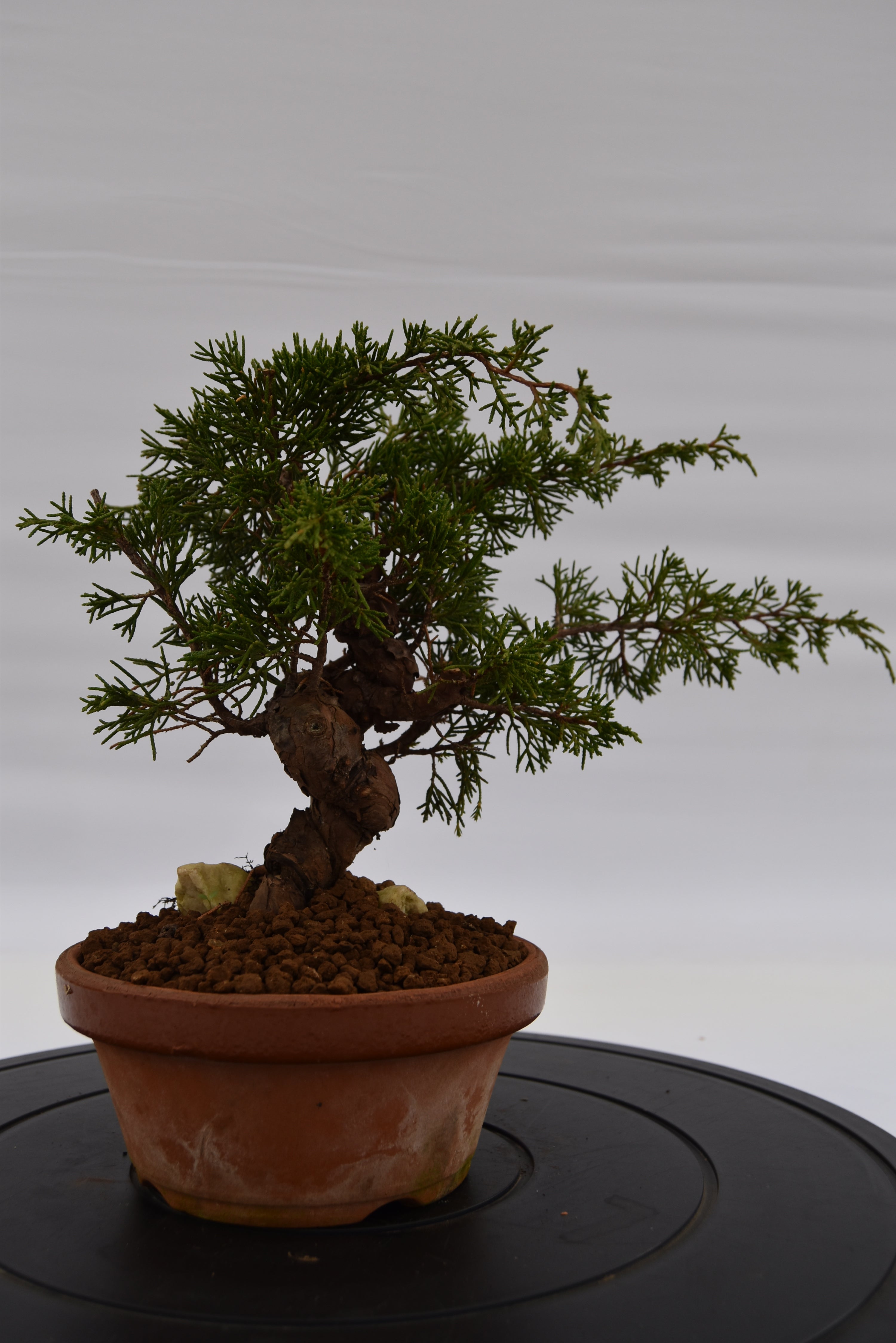 Ginepro Itoigawa €370 | La Gemma del bonsai