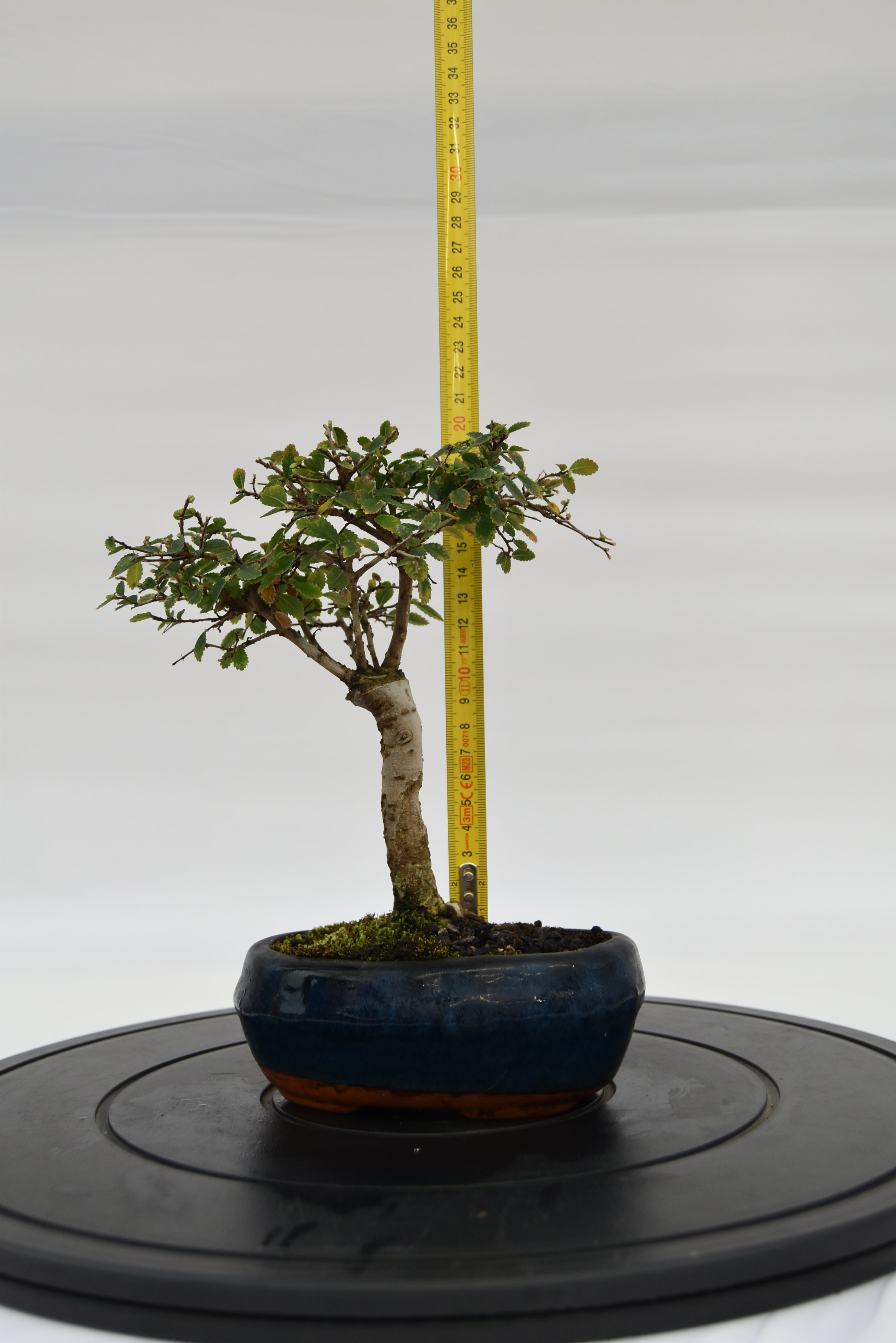 Olmo Zelkova € 40 | La Gemma del bonsai