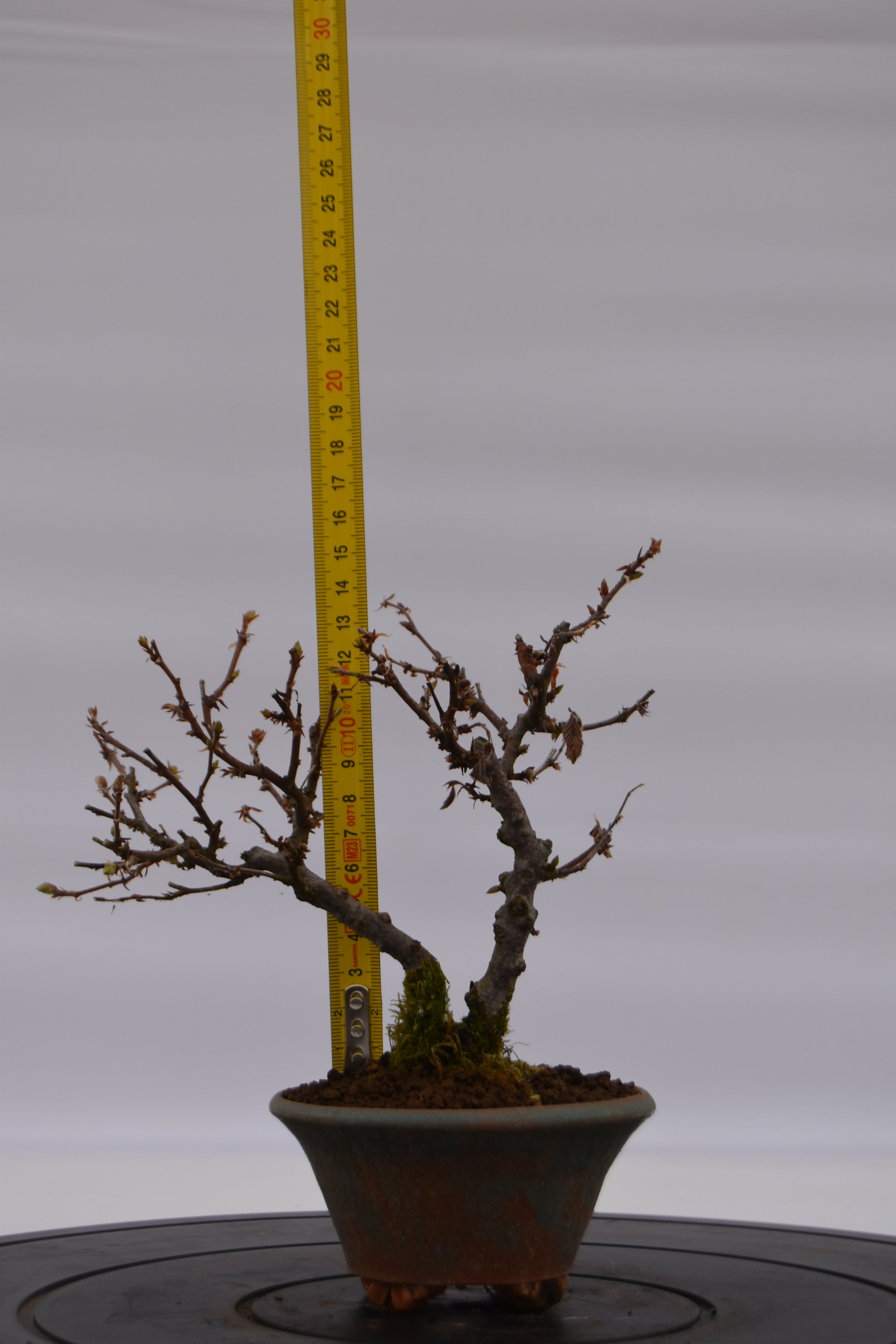 Carpino € 80 | La Gemma del bonsai