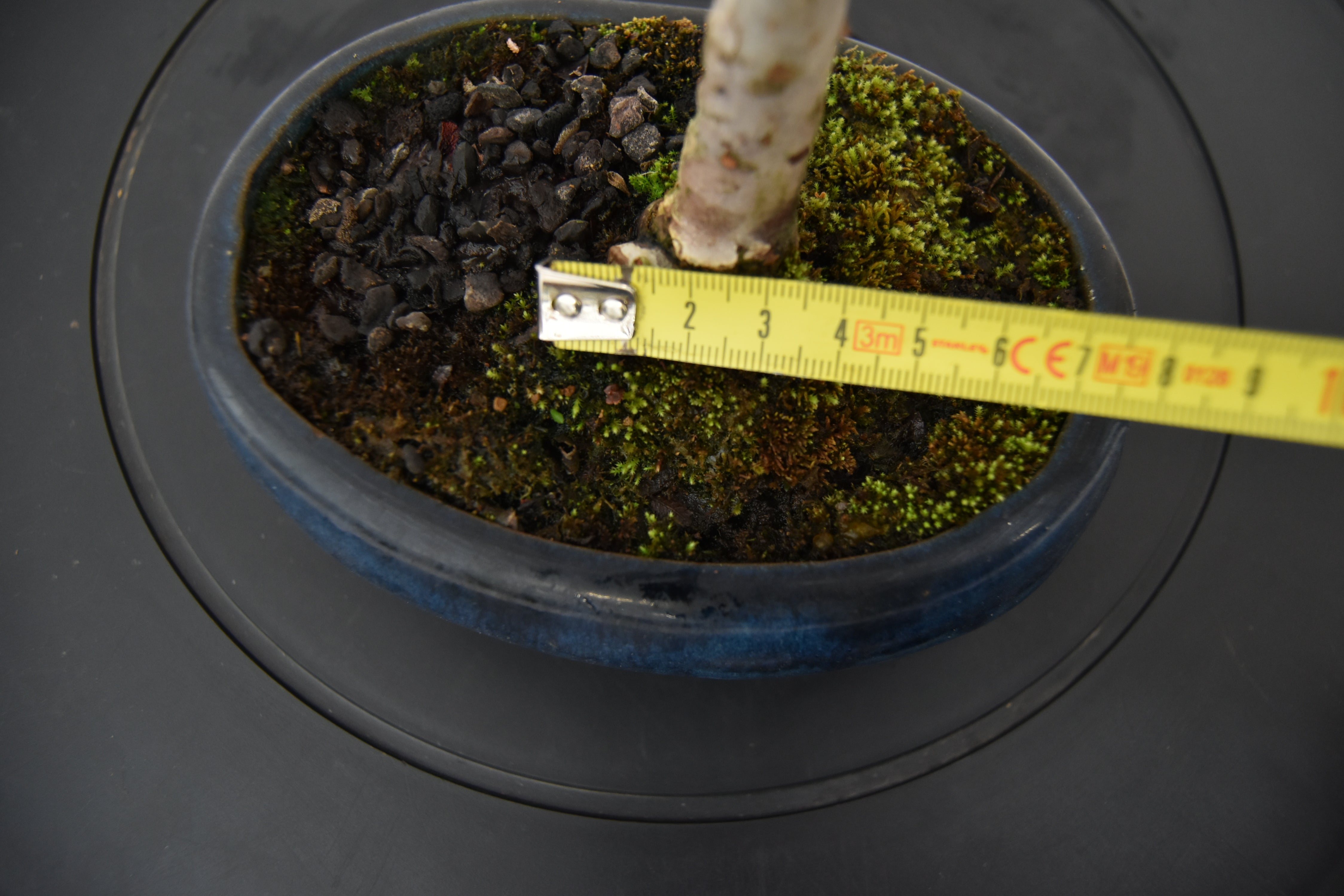 Olmo Zelkova € 40 | La Gemma del bonsai