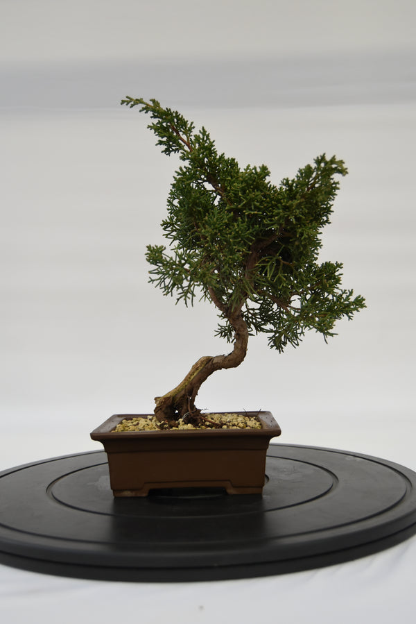 Ginepro Kishu € 160 | La Gemma del bonsai