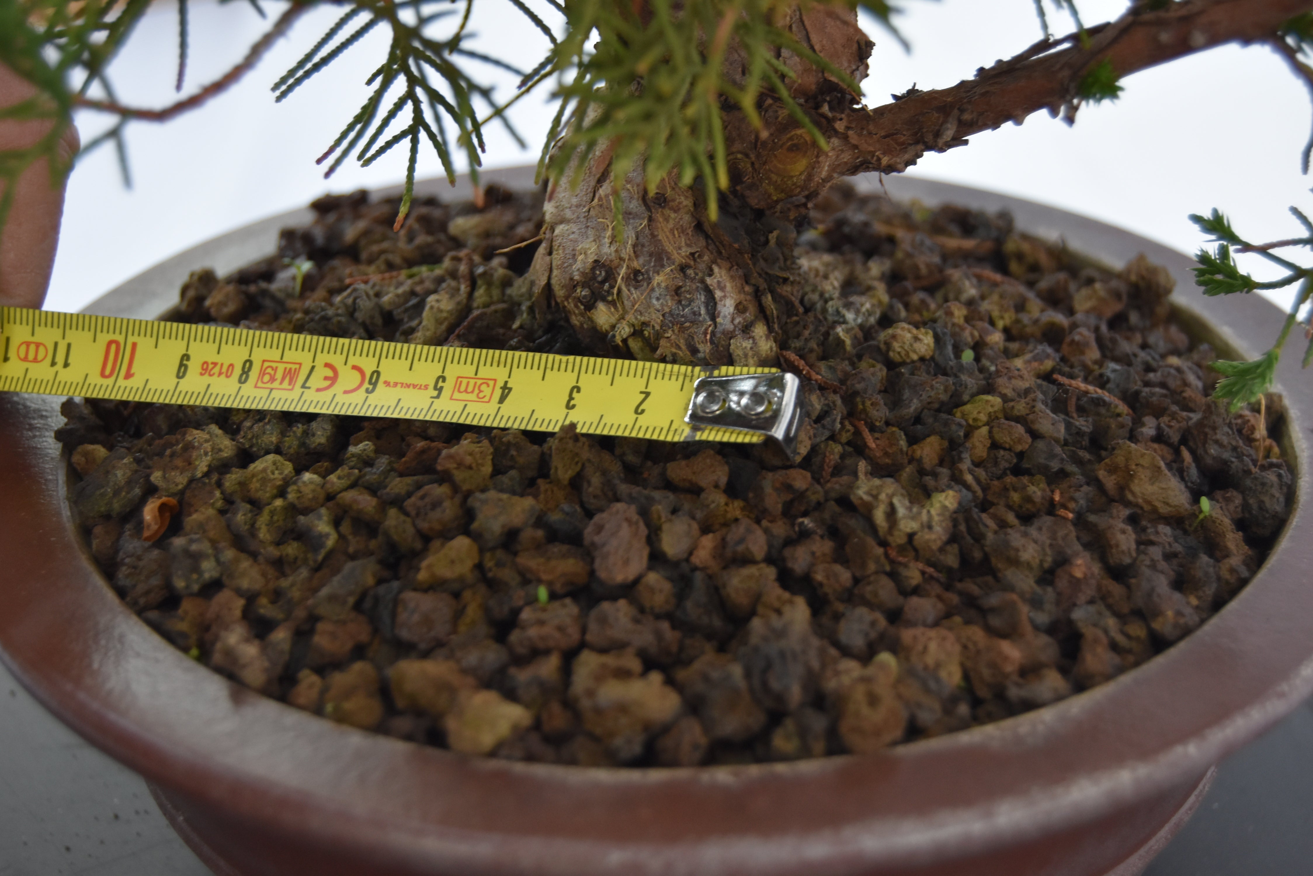 Ginepro kishu | La Gemma del Bonsai
