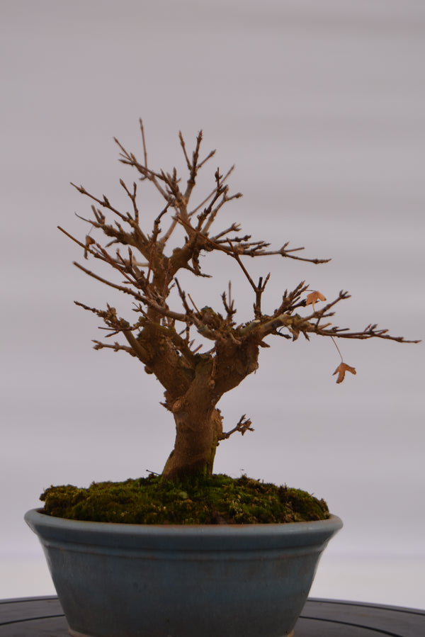 Acero Tridente € 320 | La Gemma del bonsai
