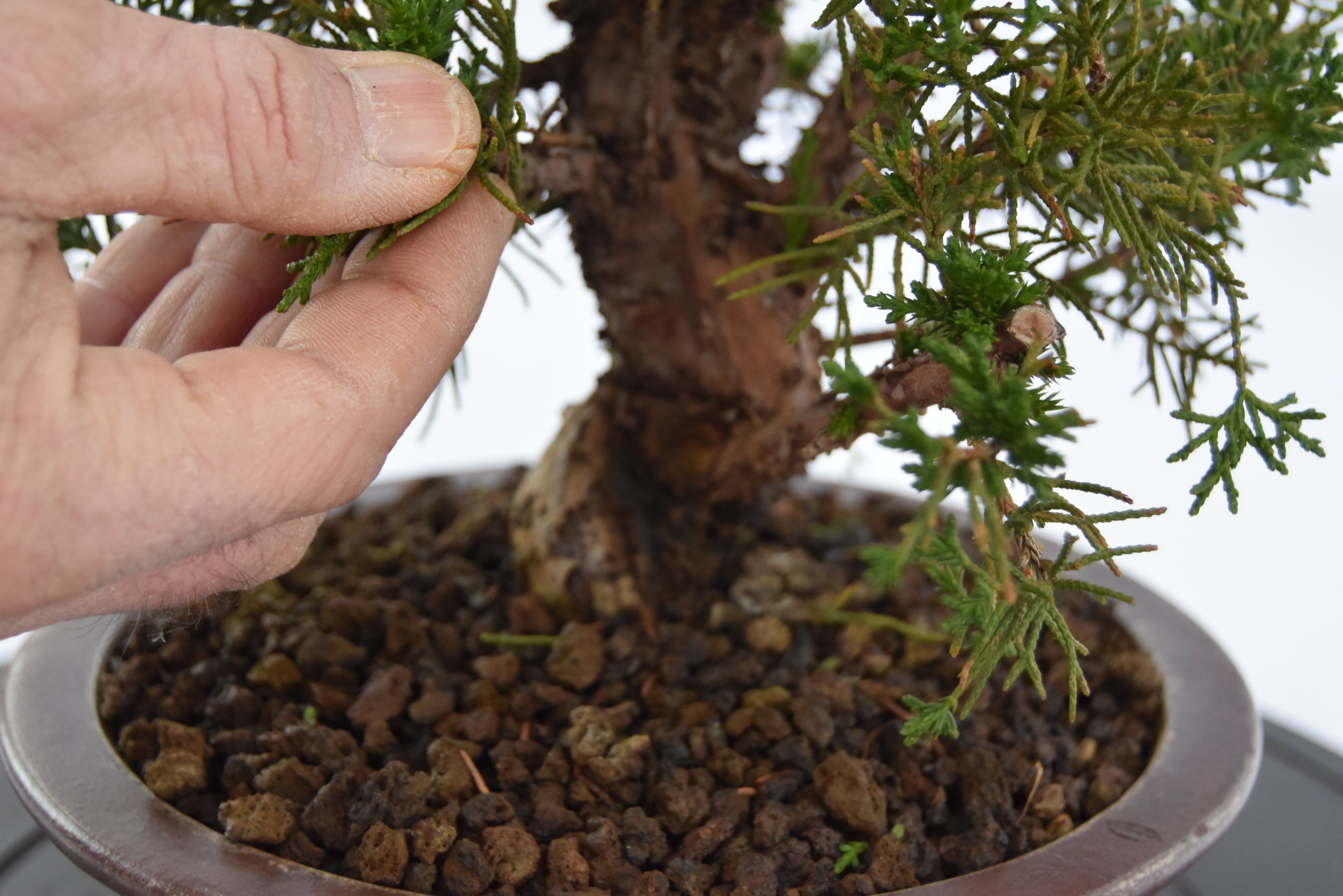 Ginepro kishu | La Gemma del Bonsai