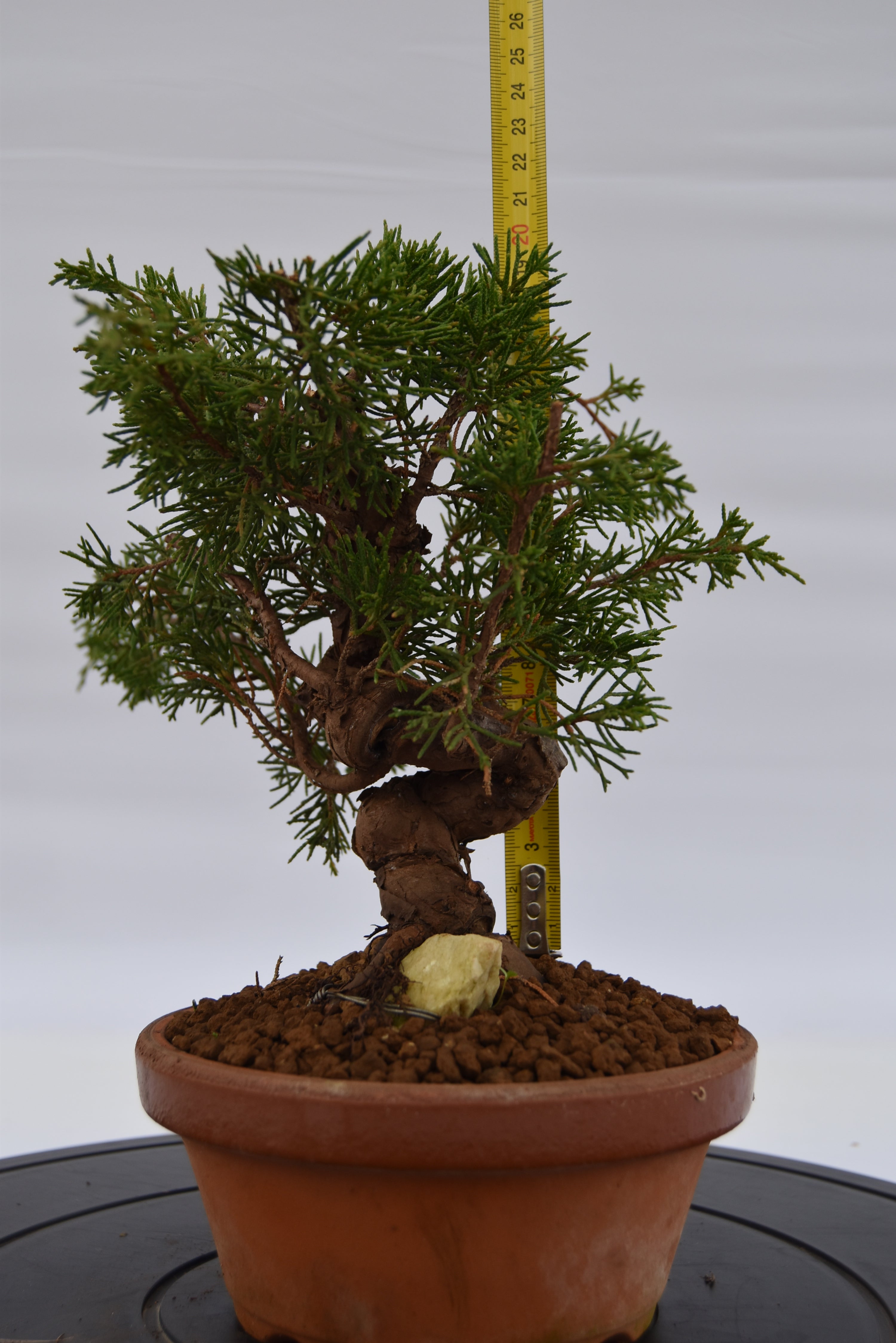 Ginepro Itoigawa €370 | La Gemma del bonsai