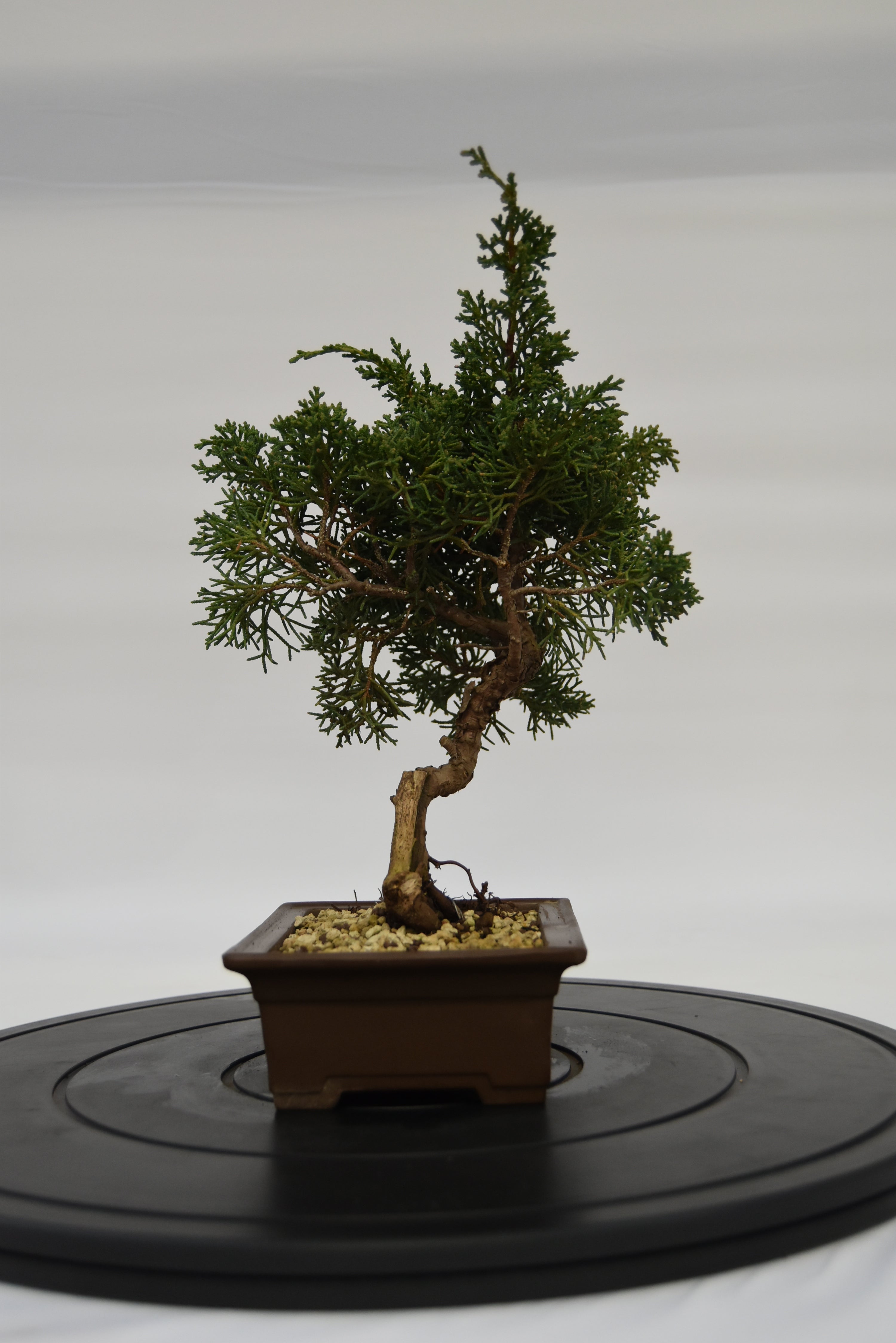 Ginepro Kishu € 160 | La Gemma del bonsai