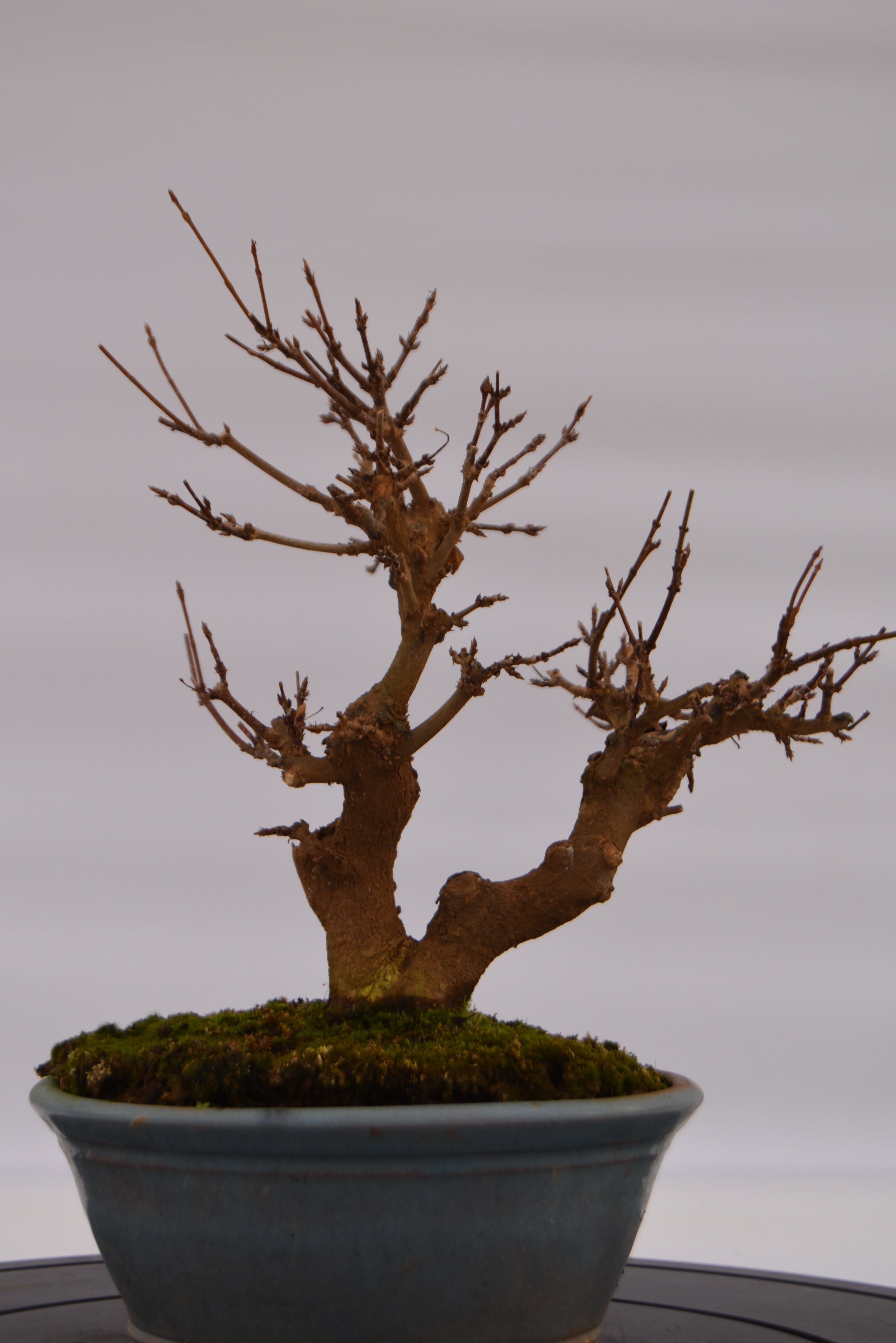 Acero Tridente € 320 | La Gemma del bonsai