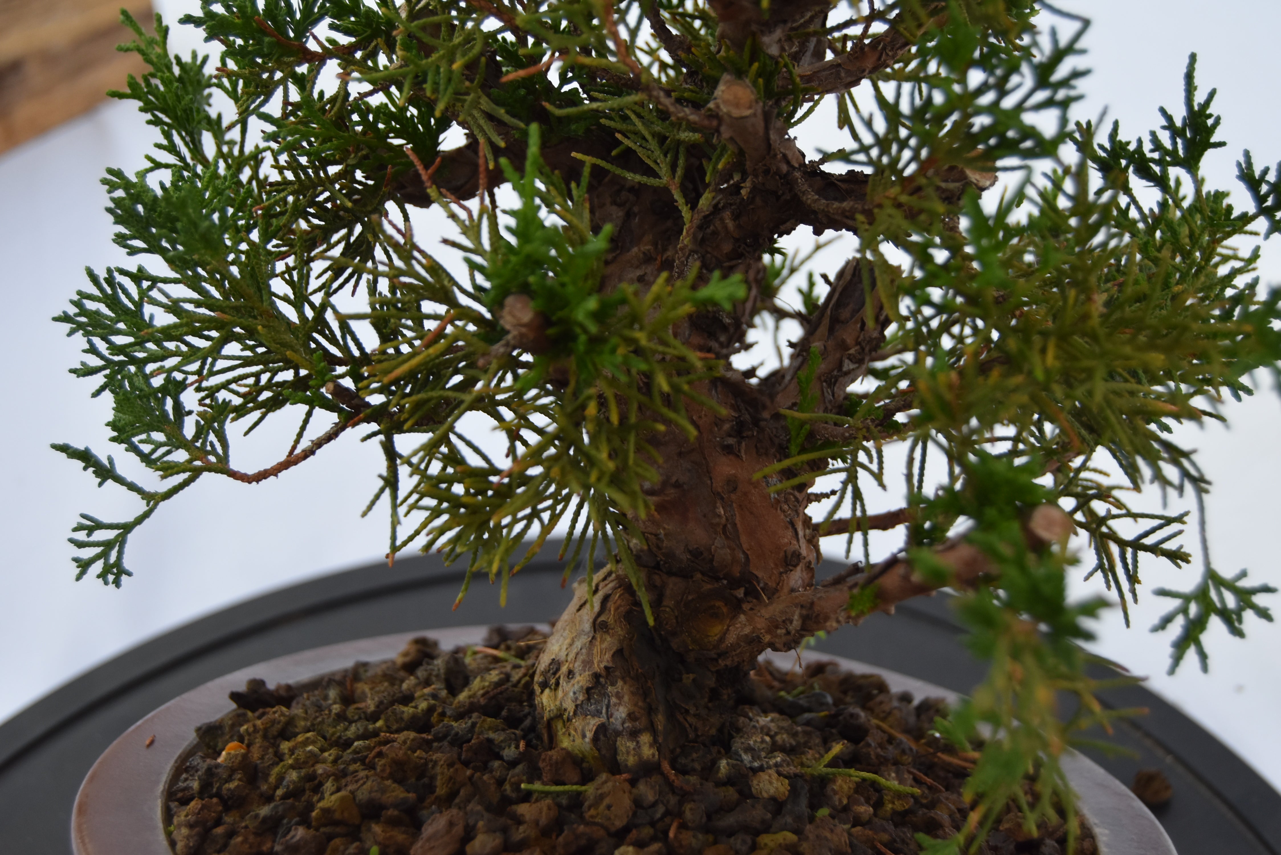 Ginepro kishu | La Gemma del Bonsai