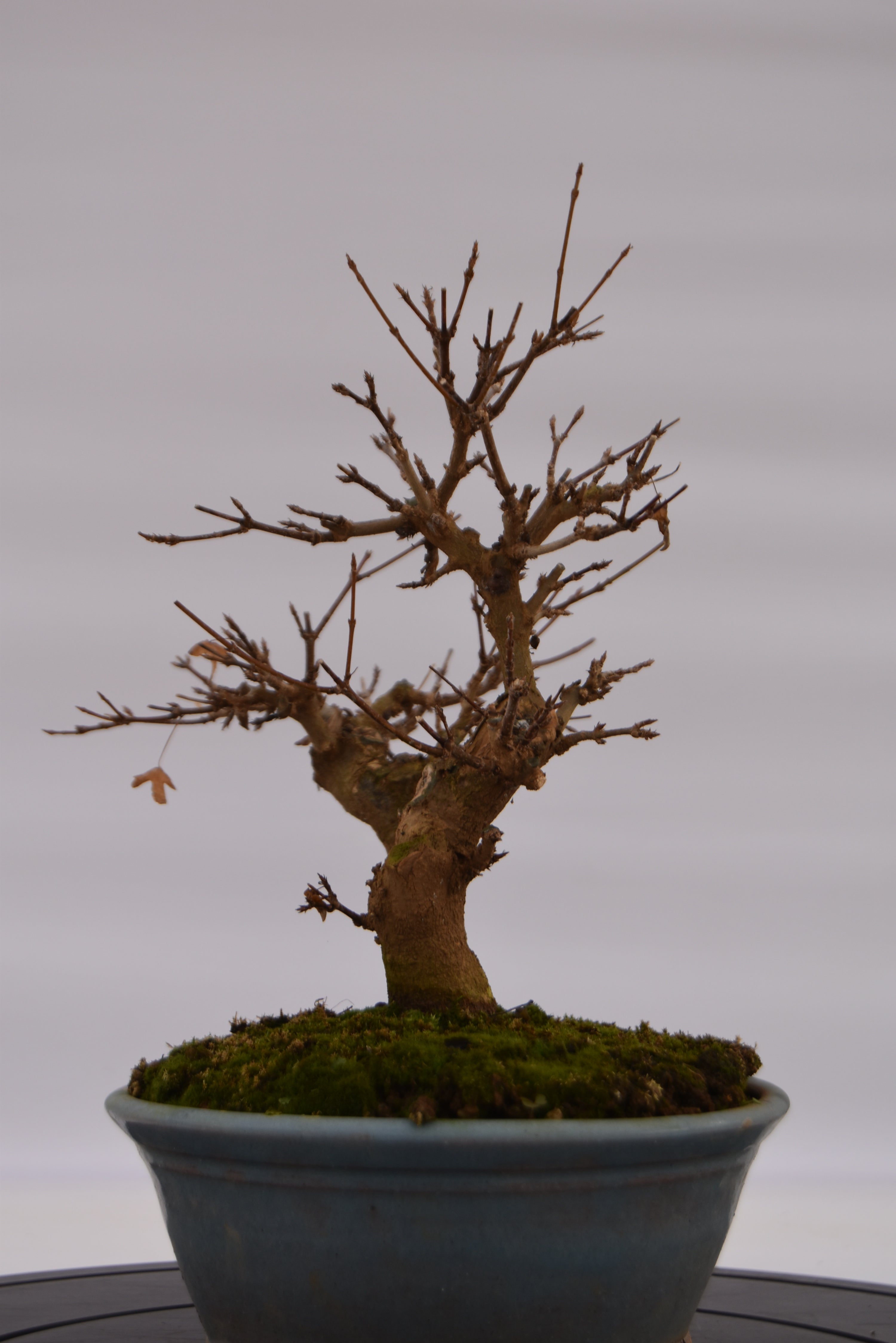Acero Tridente € 320 | La Gemma del bonsai