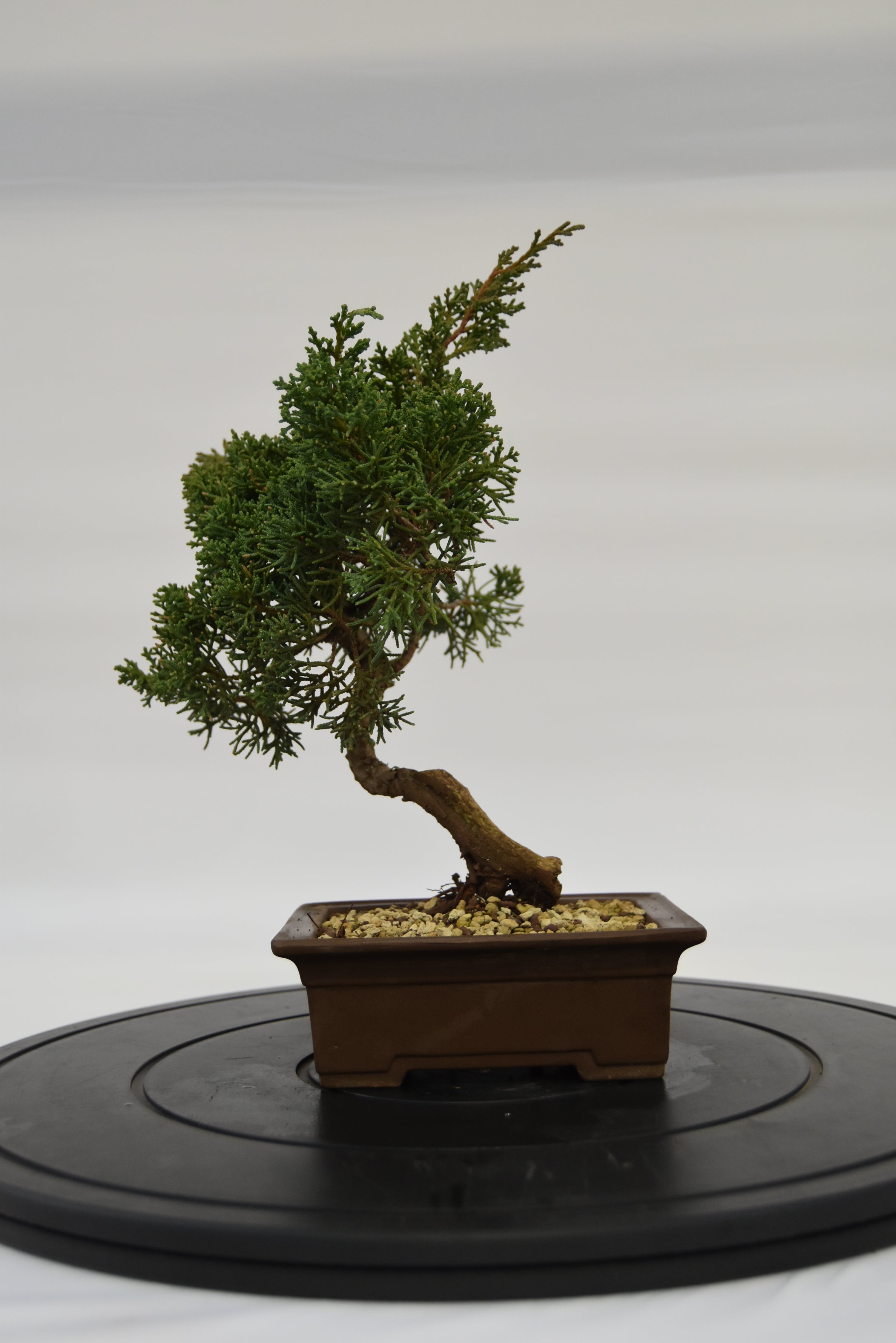 Ginepro Kishu € 160 | La Gemma del bonsai