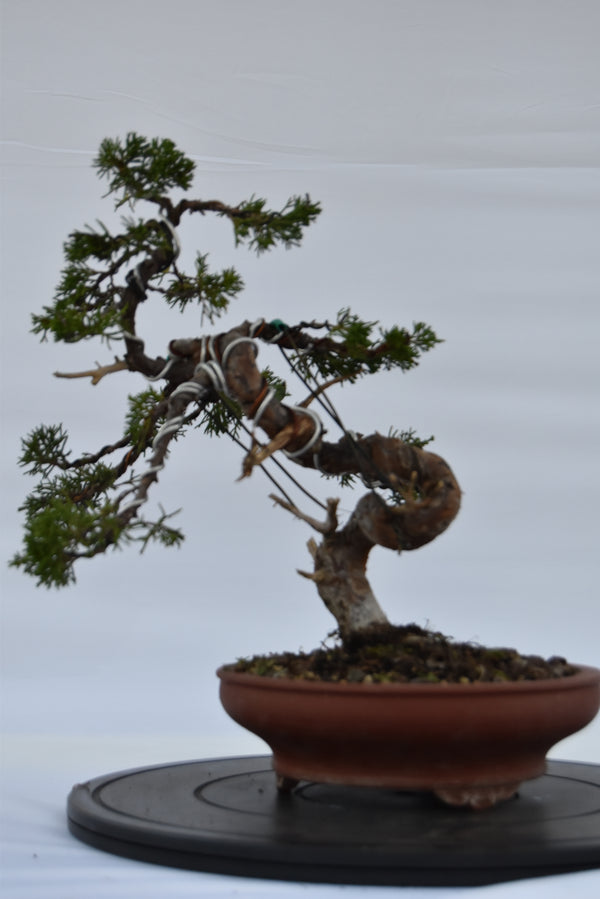 ginepro itoigawa tronco movimentato €850| la gemma del bonsai