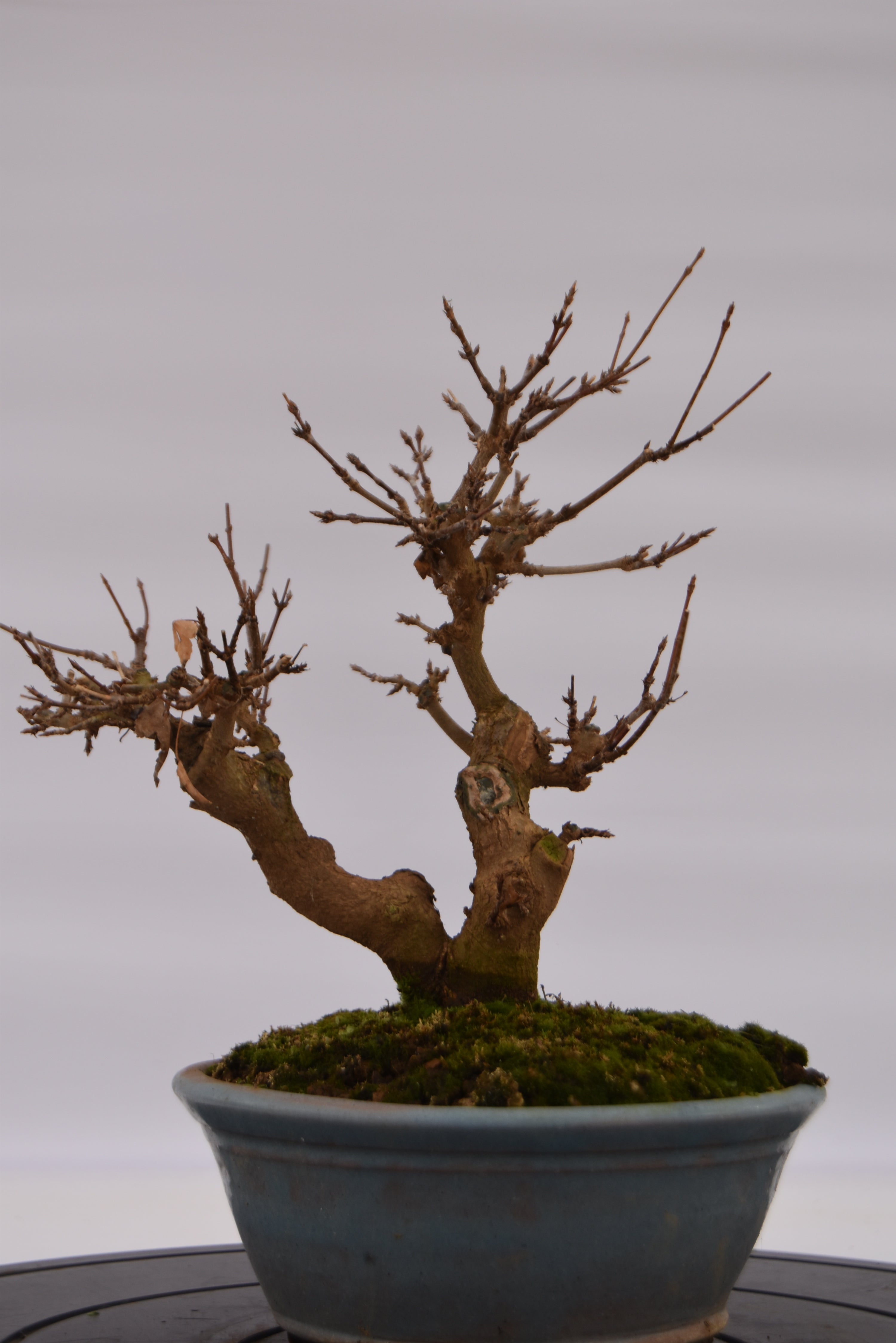 Acero Tridente € 320 | La Gemma del bonsai
