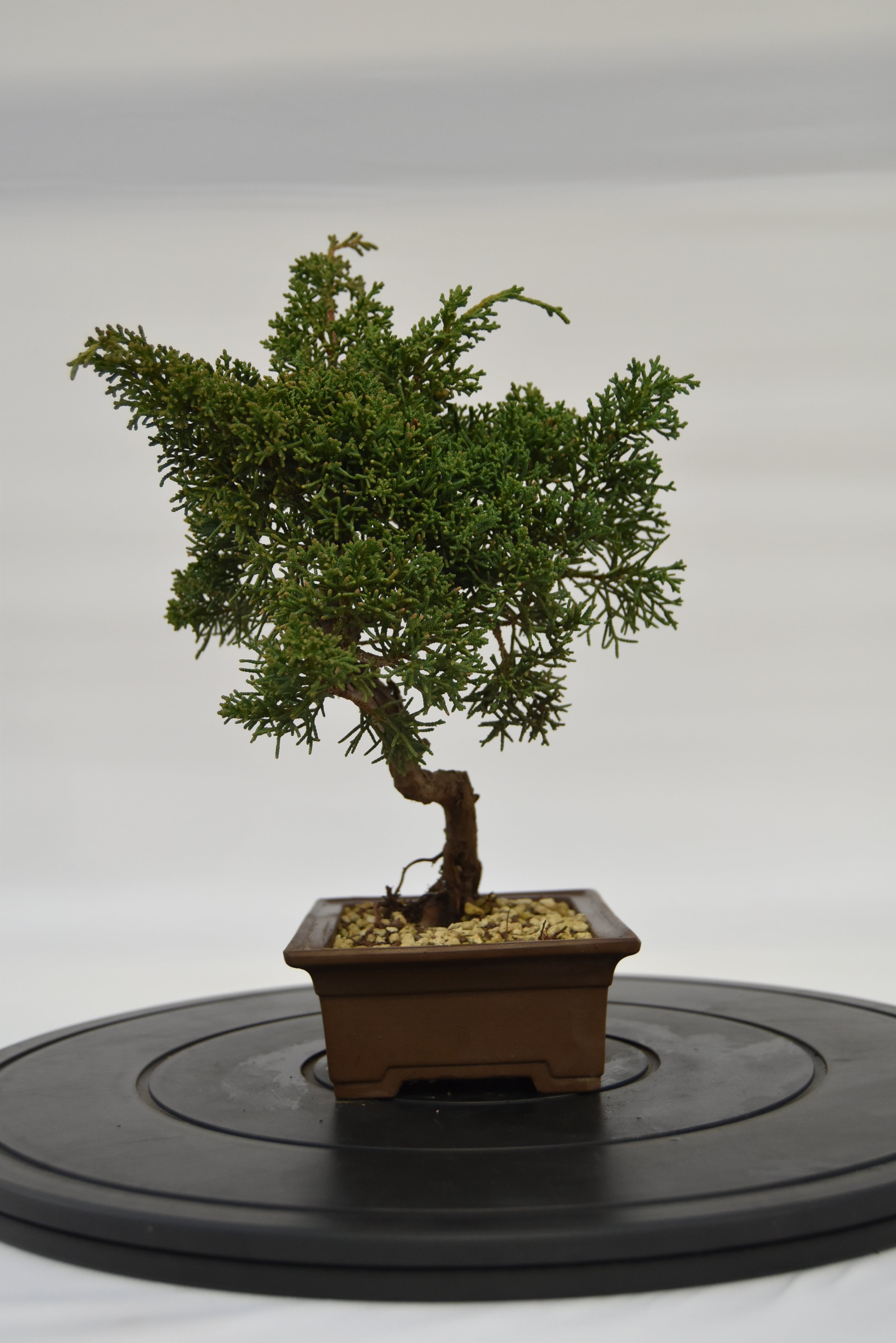 Ginepro Kishu € 160 | La Gemma del bonsai