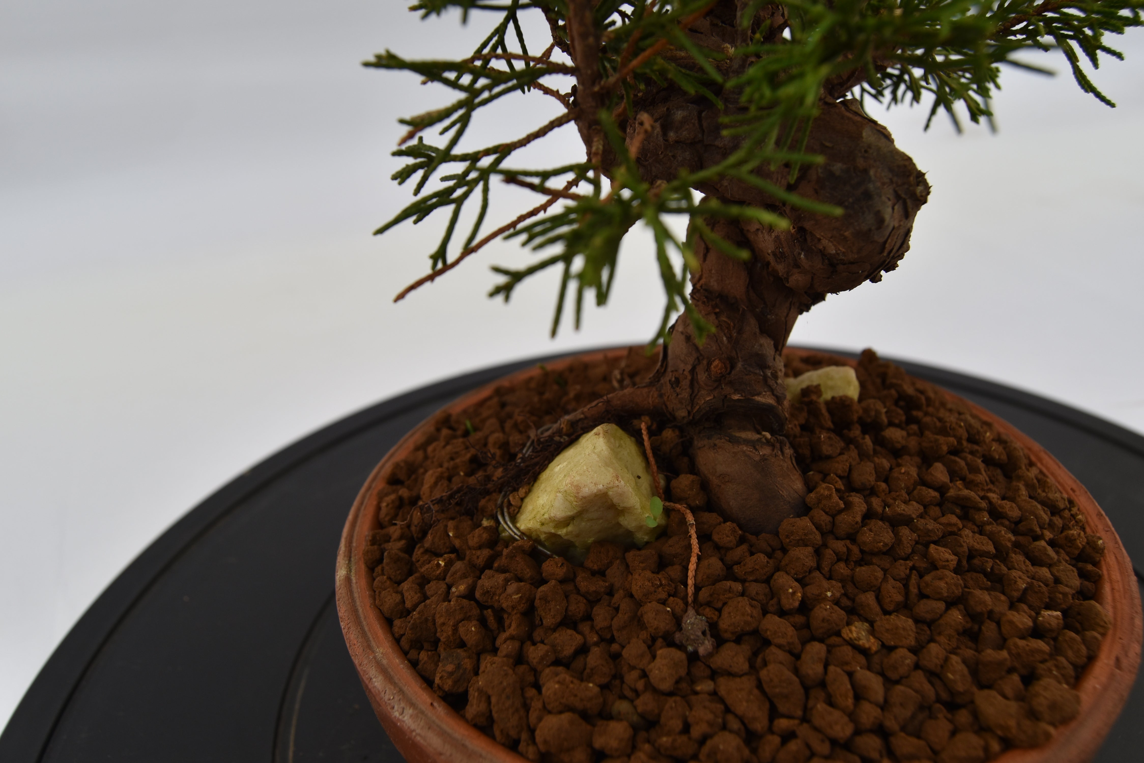 Ginepro Itoigawa €370 | La Gemma del bonsai