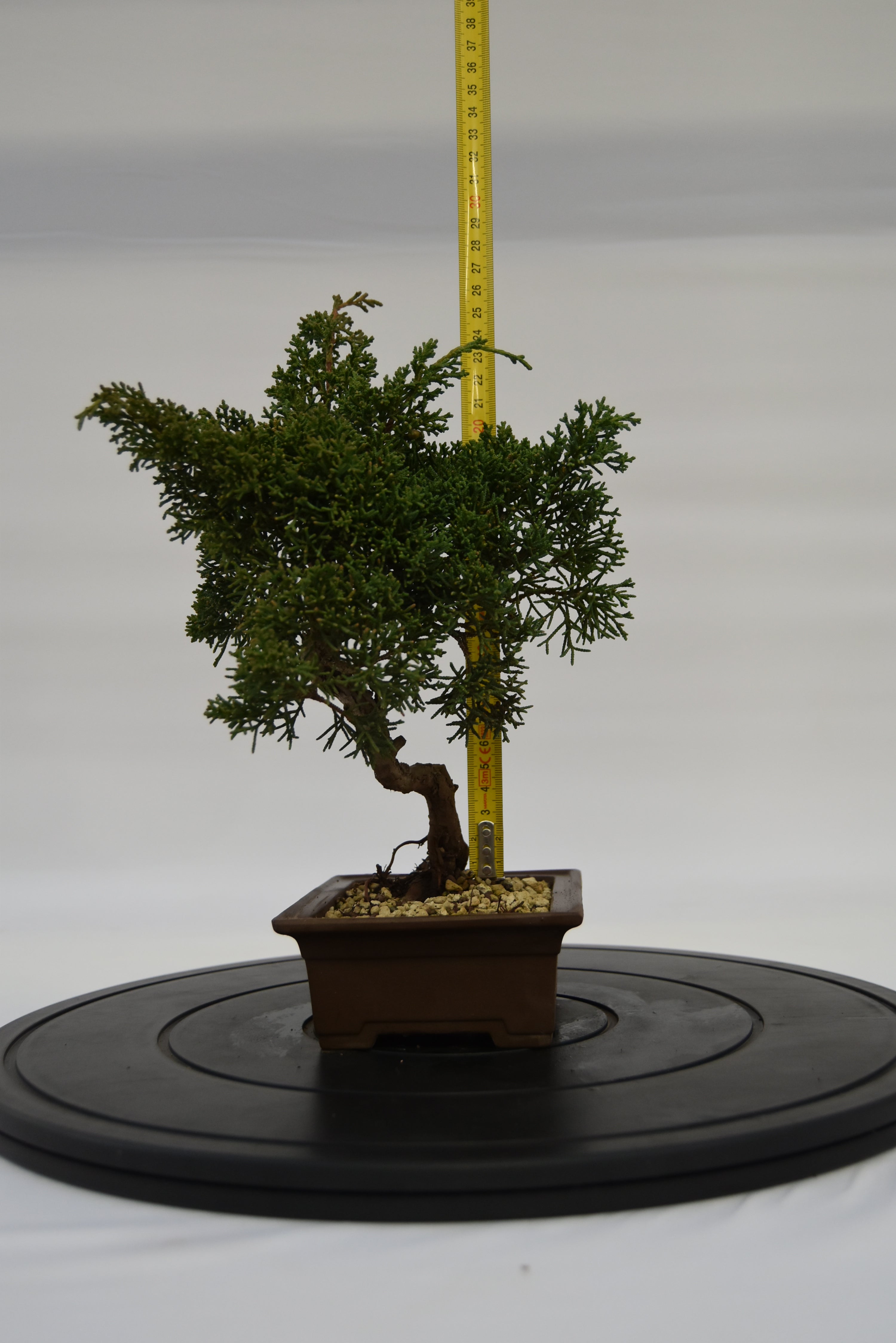 Ginepro Kishu € 160 | La Gemma del bonsai