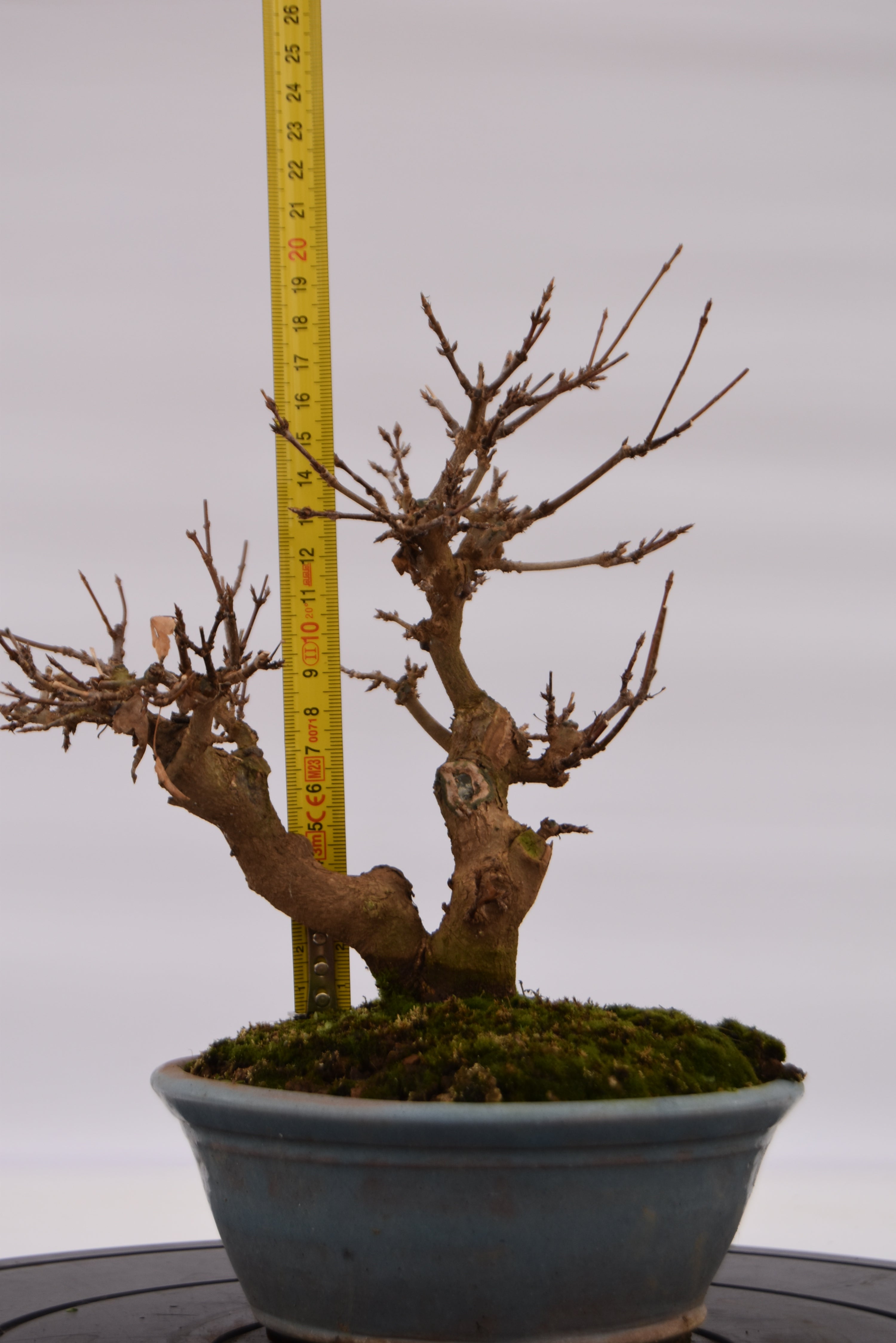 Acero Tridente € 320 | La Gemma del bonsai