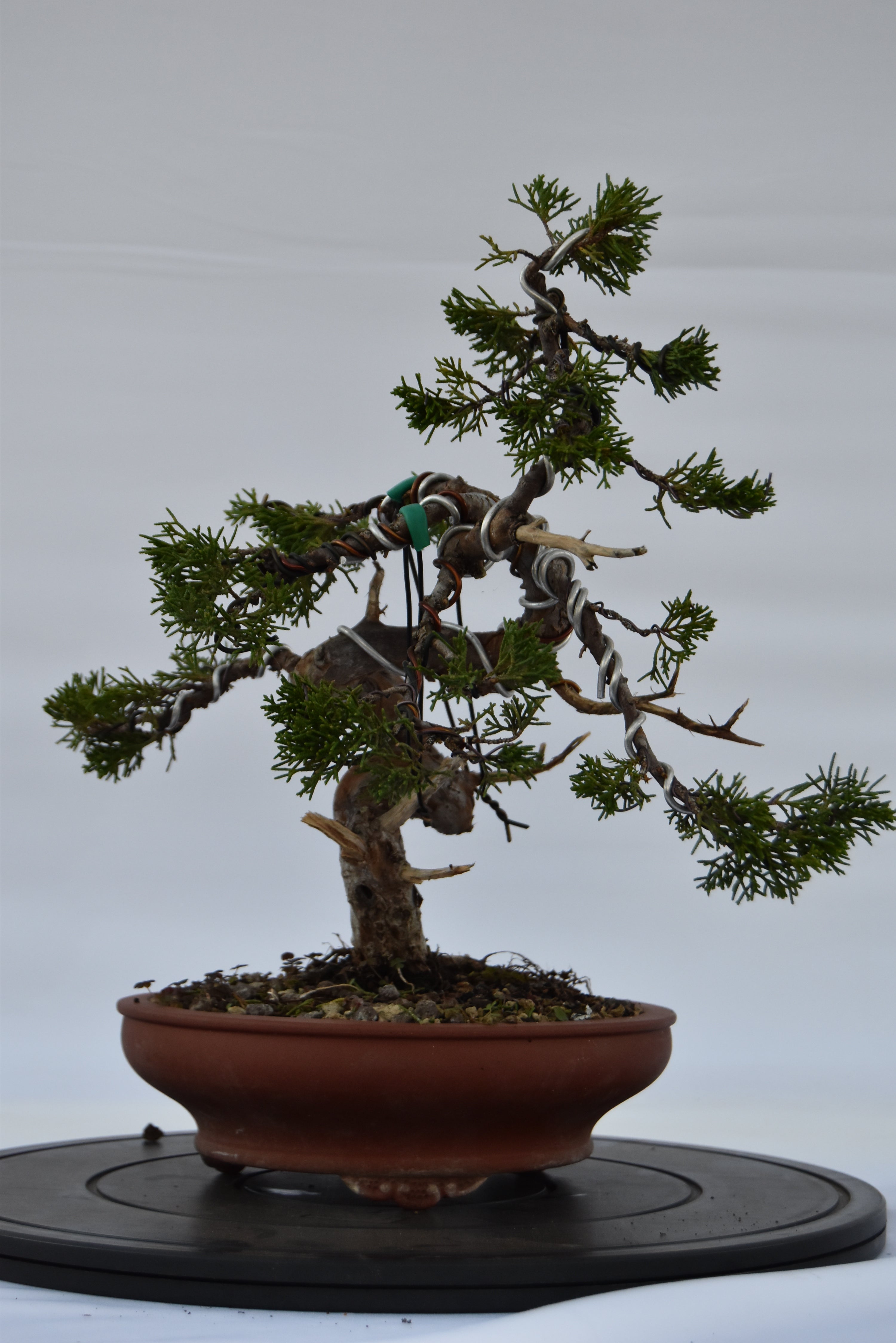 ginepro itoigawa tronco movimentato €850| la gemma del bonsai