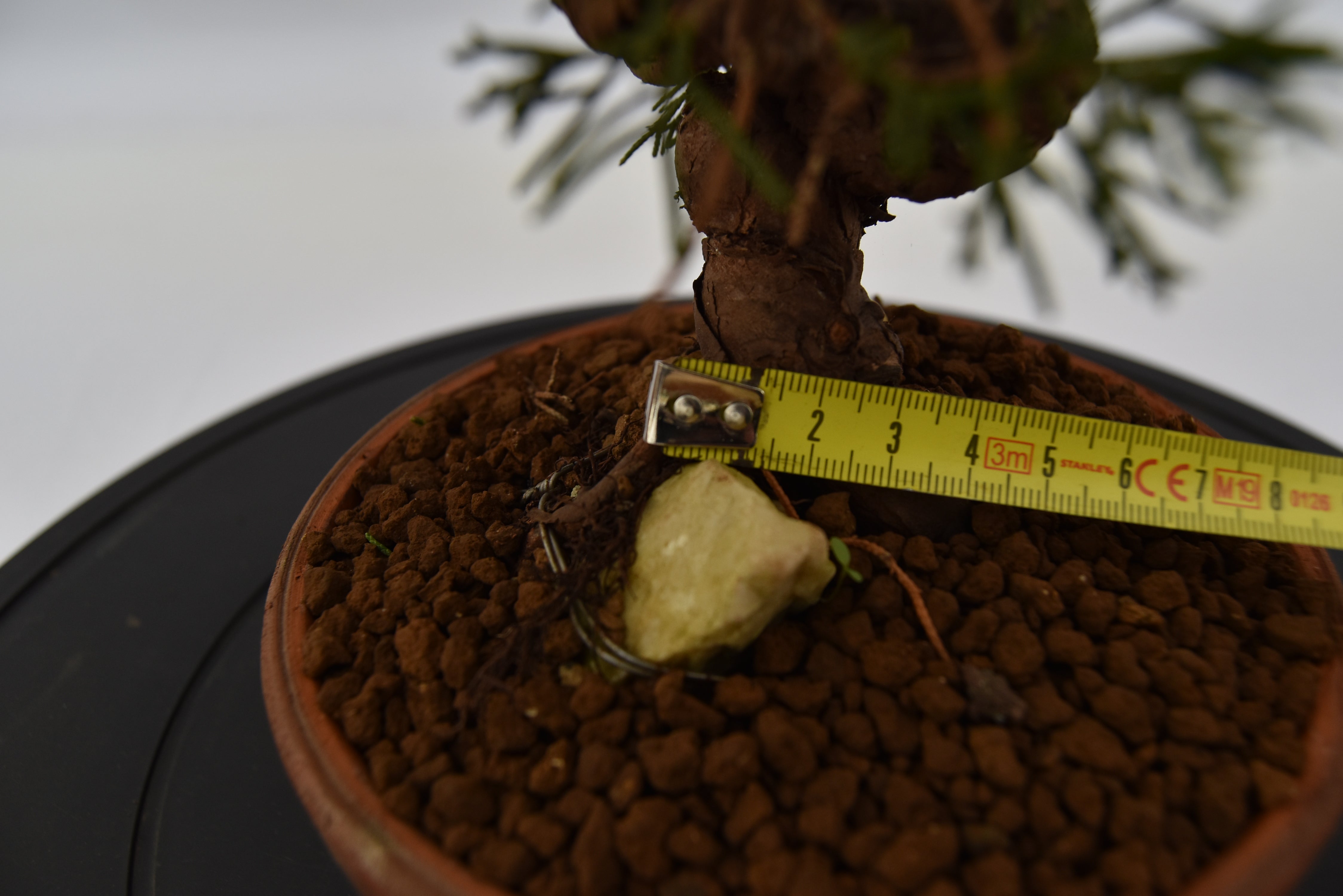 Ginepro Itoigawa €370 | La Gemma del bonsai