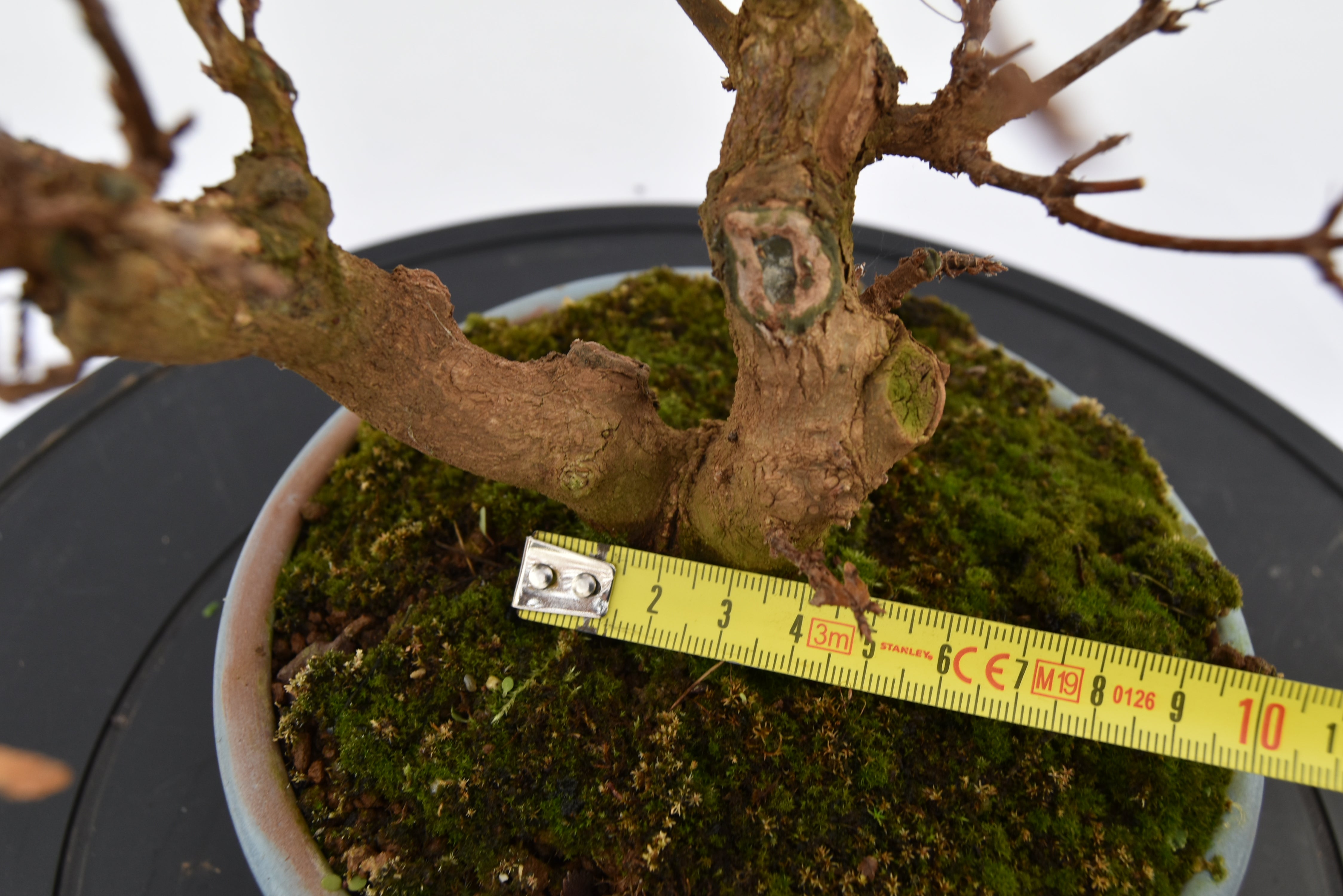 Acero Tridente € 320 | La Gemma del bonsai