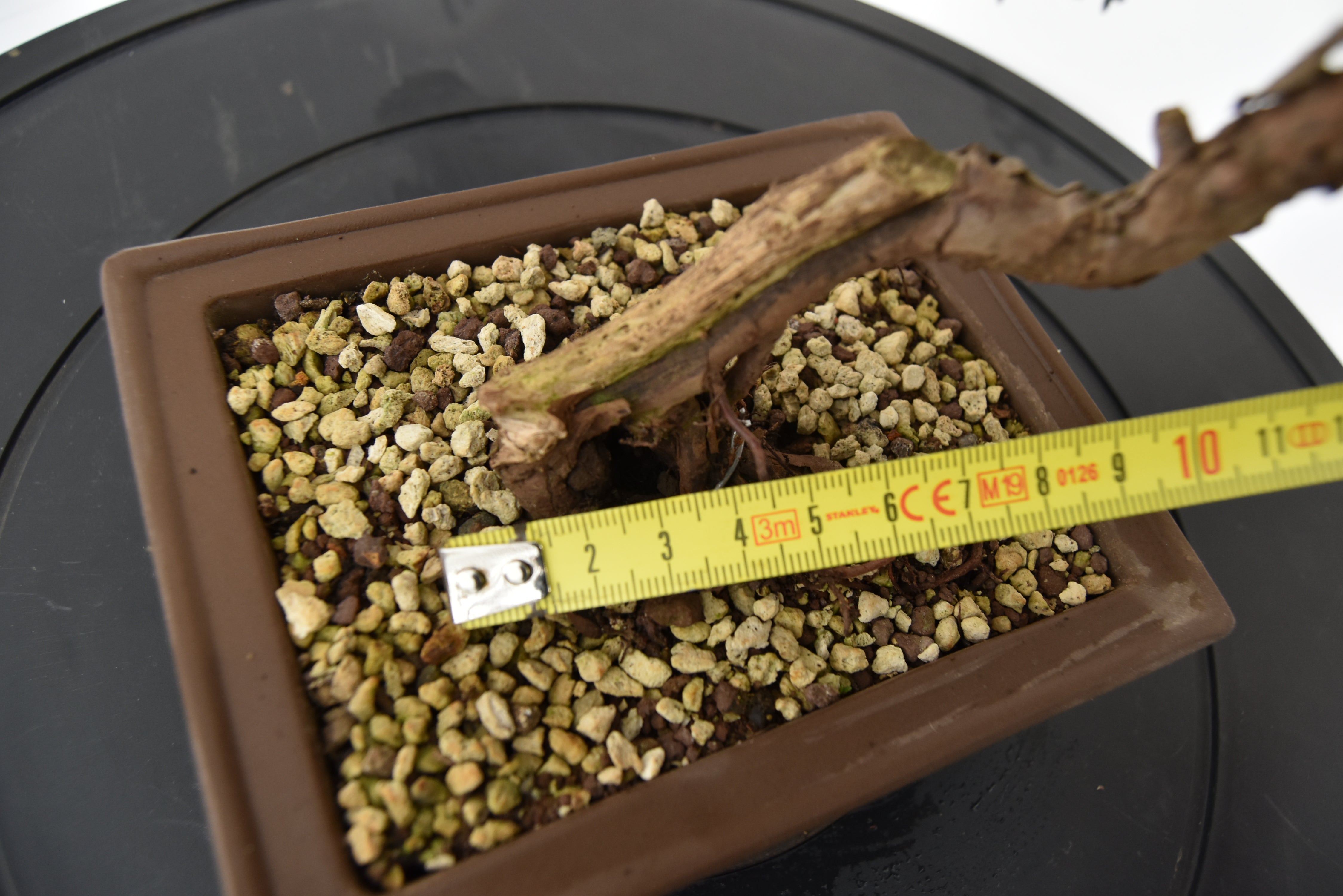 Ginepro Kishu € 160 | La Gemma del bonsai