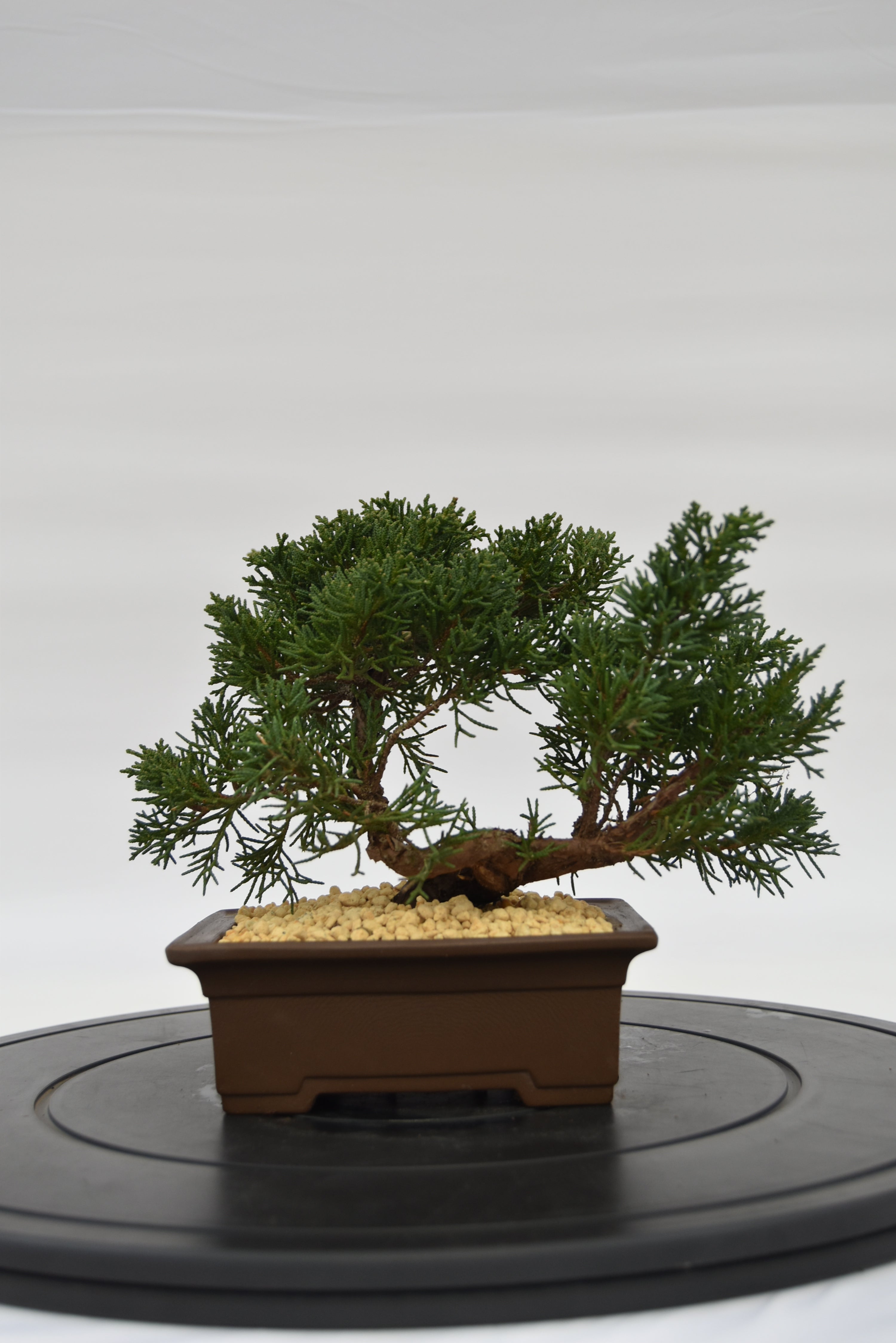 Ginepro Kishu € 140 | La Gemma del bonsai
