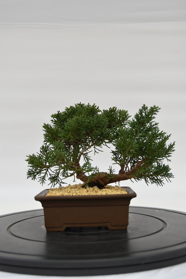 Ginepro Kishu € 140 | La Gemma del bonsai